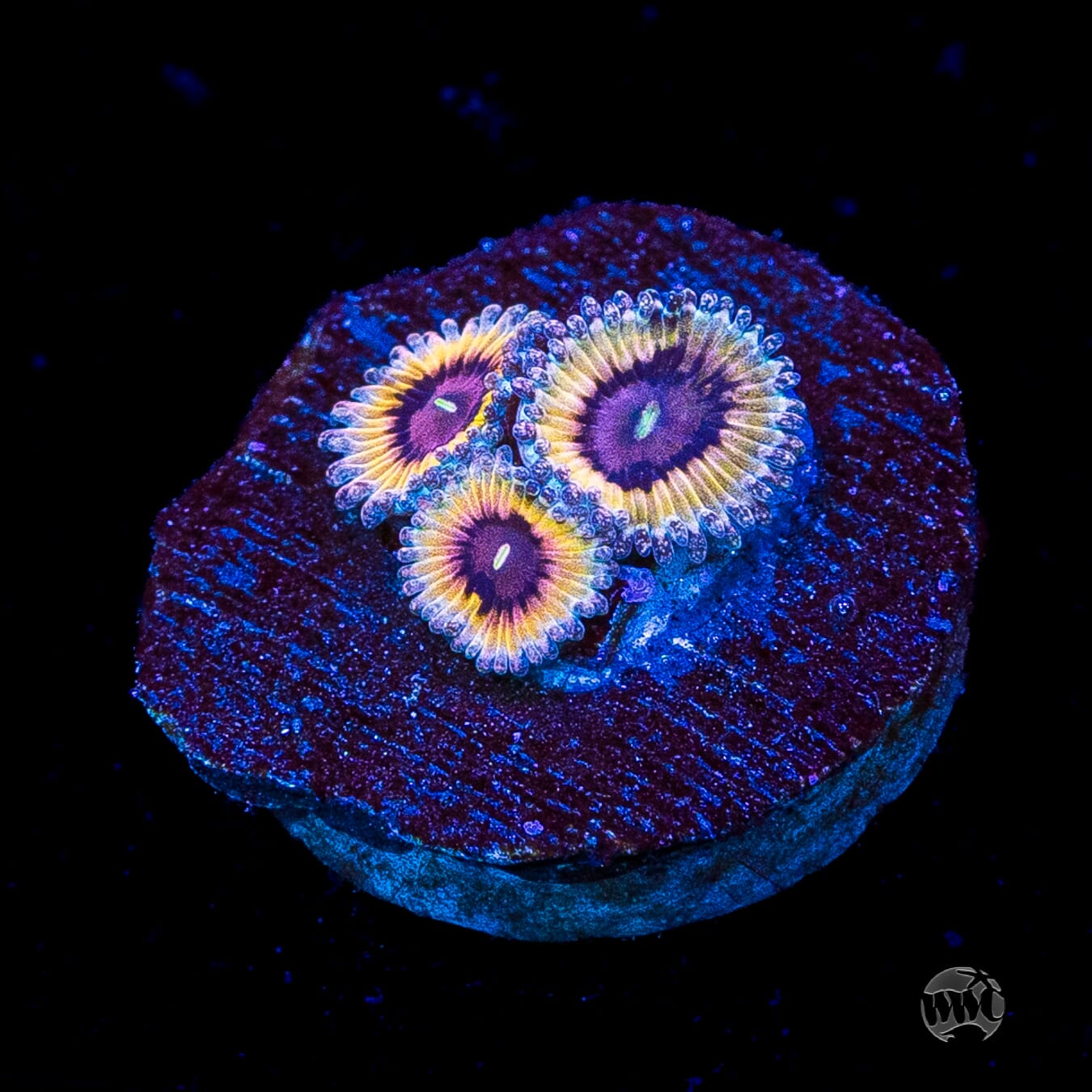 Queen Stratosphere Zoanthids