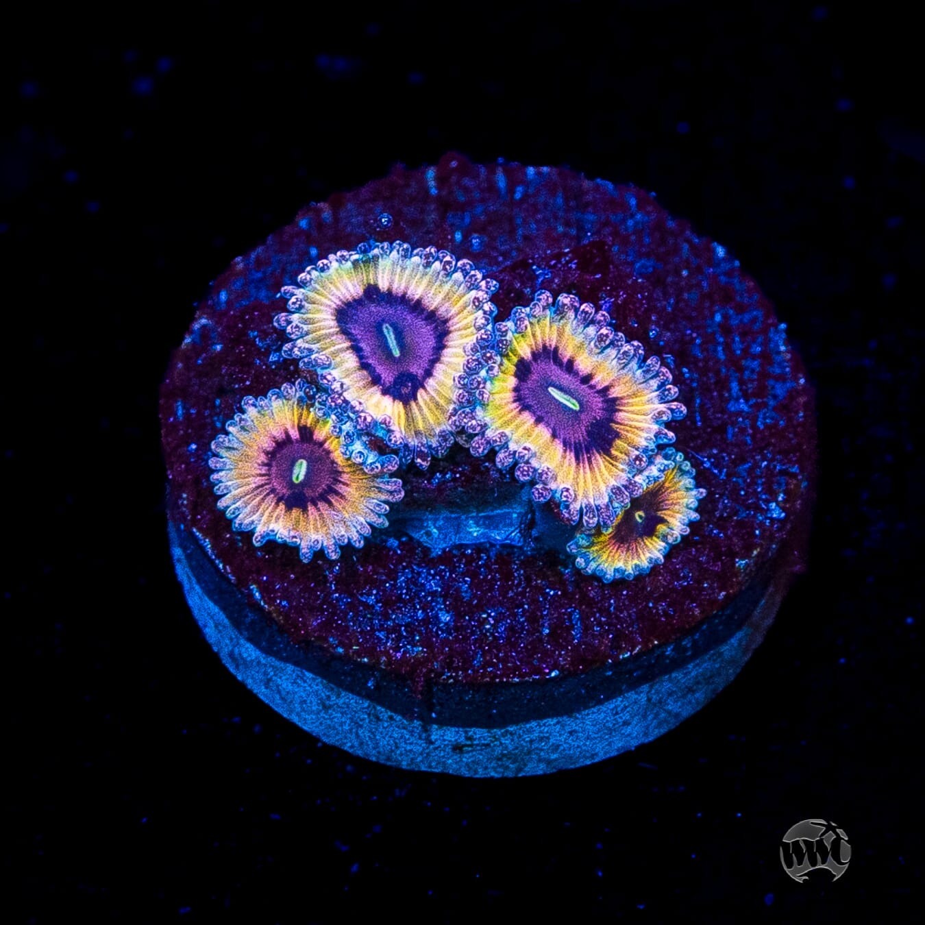 Queen Stratosphere Zoanthids