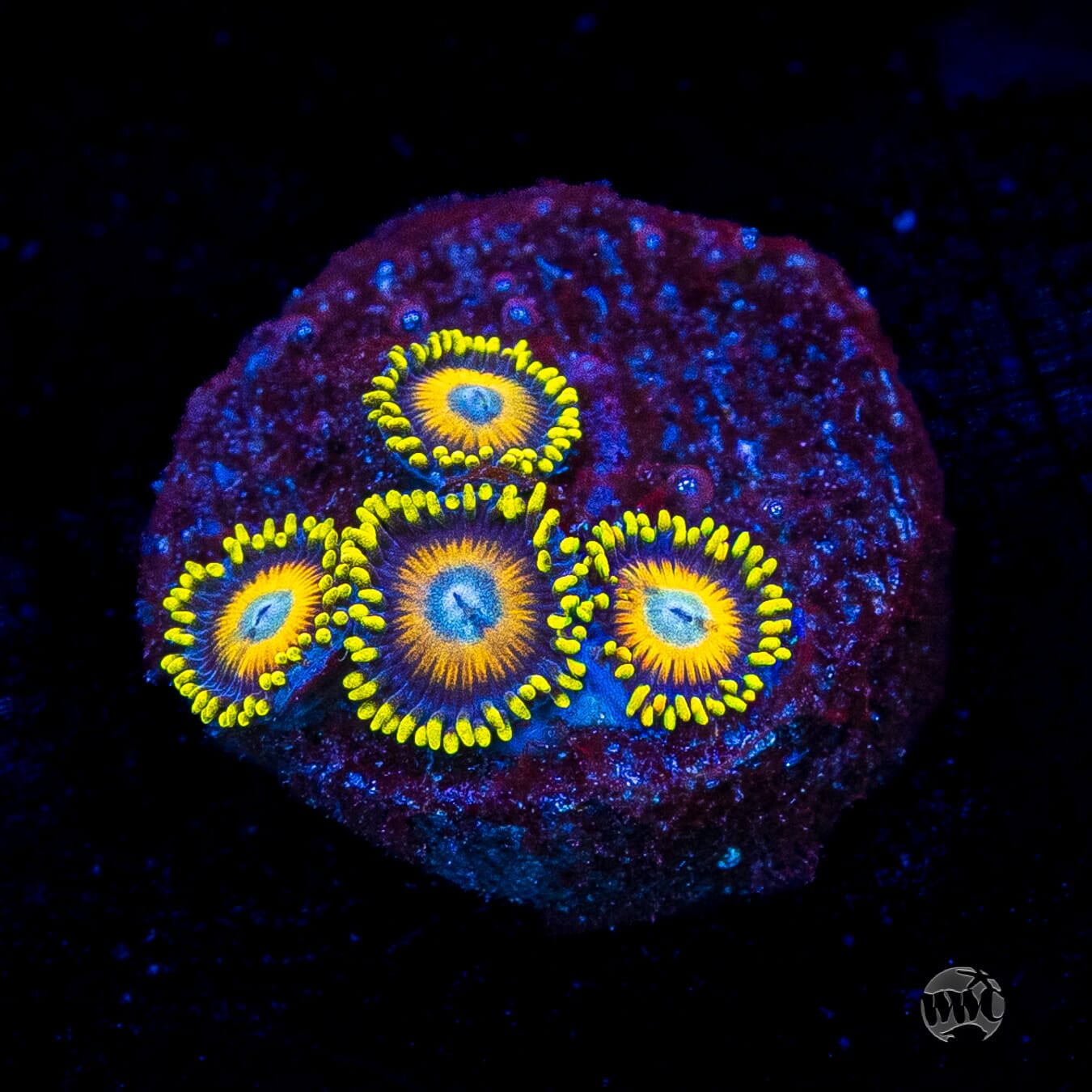 Scrambled Eggs Zoanthids