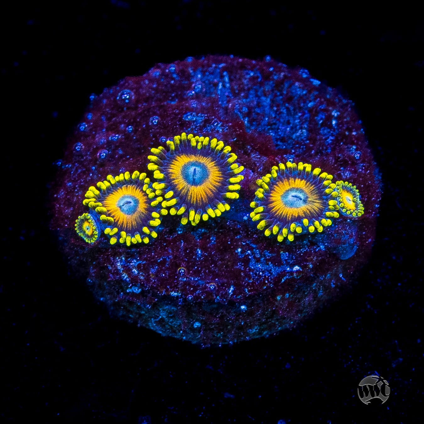 Scrambled Eggs Zoanthids