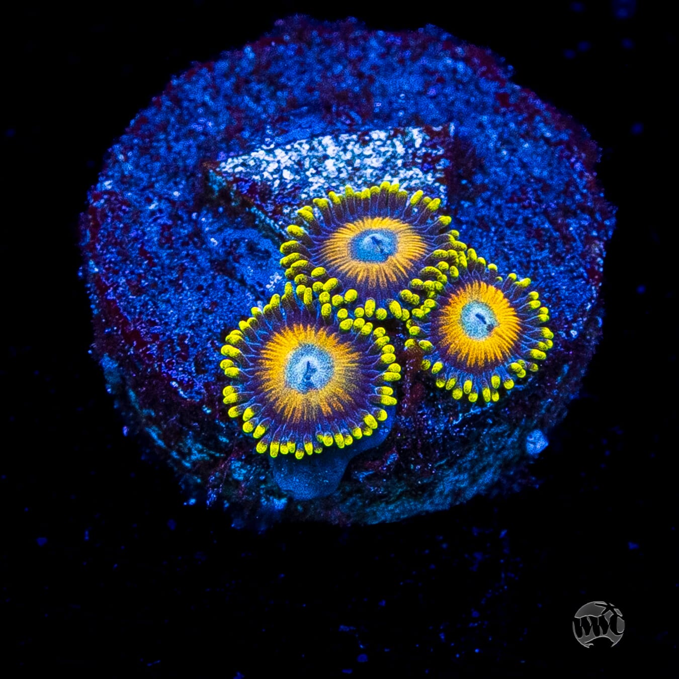 Scrambled Eggs Zoanthids