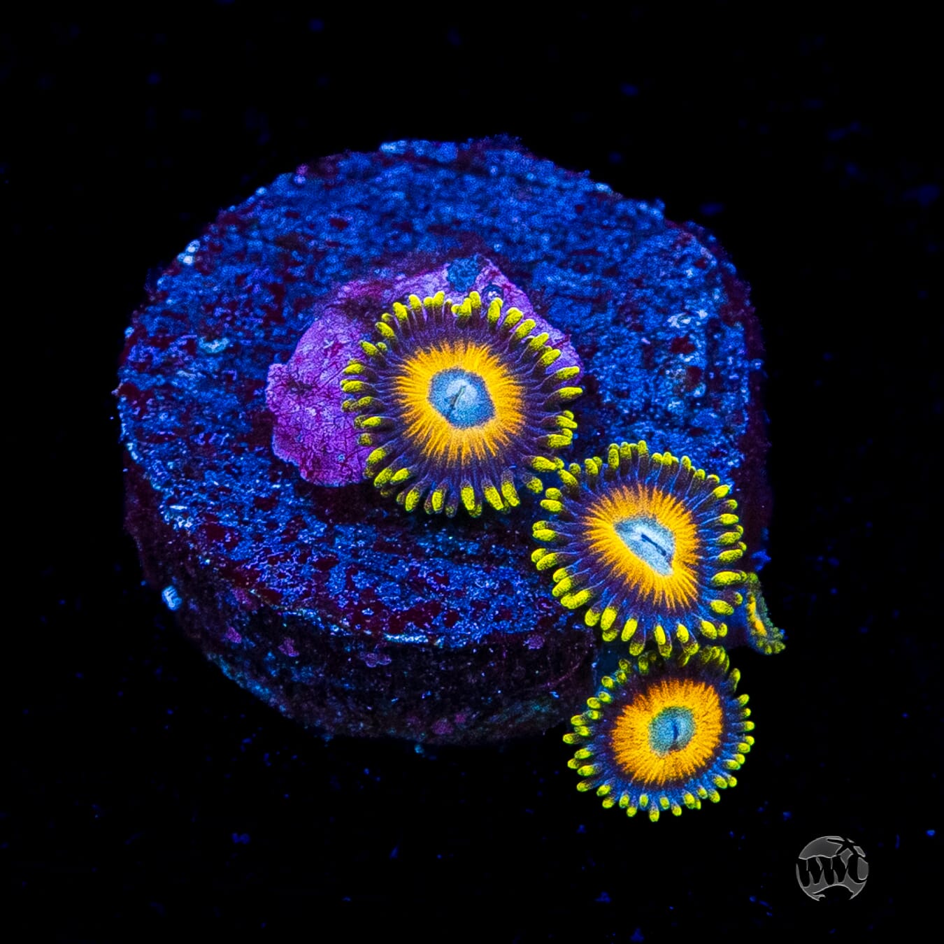 Scrambled Eggs Zoanthids