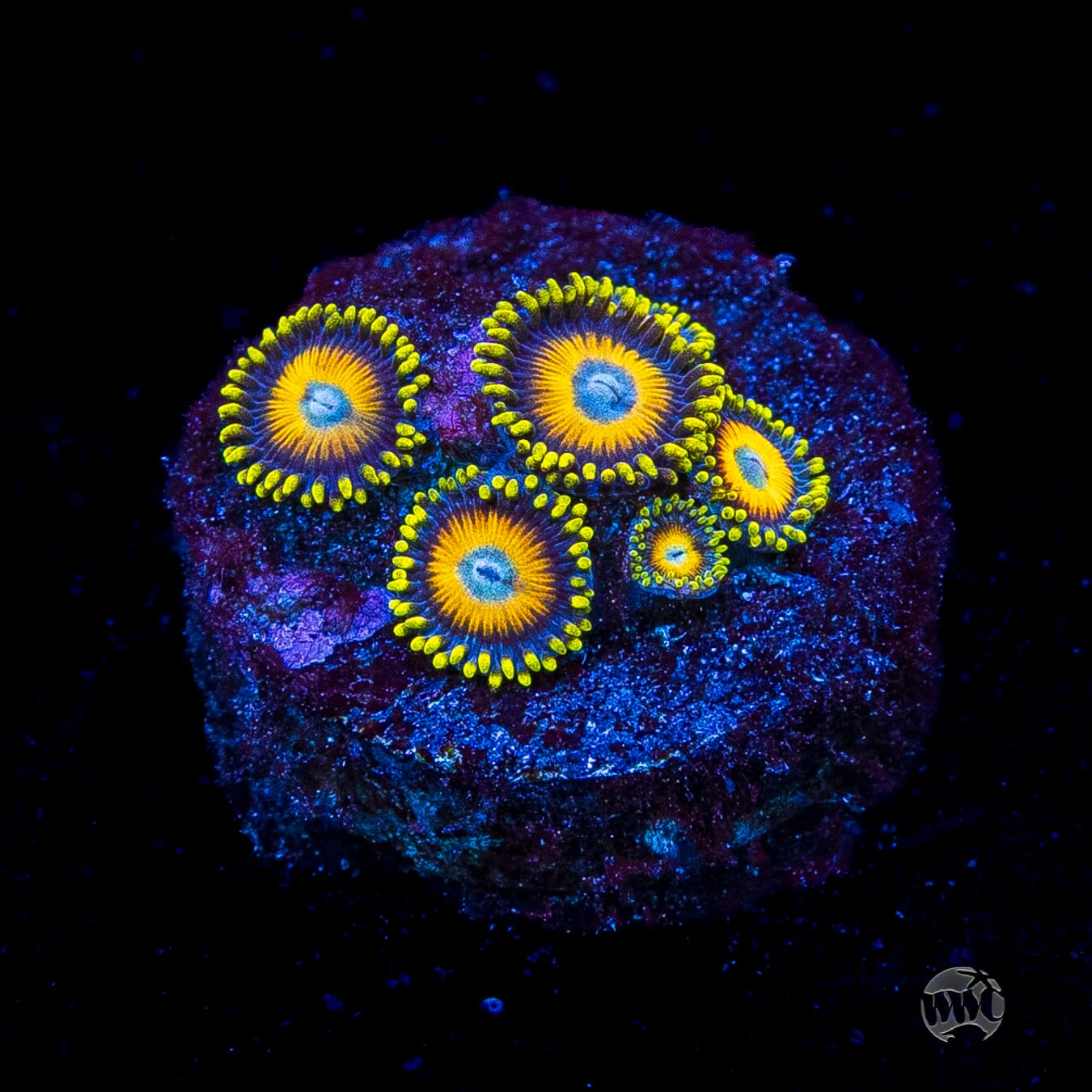 Scrambled Eggs Zoanthids