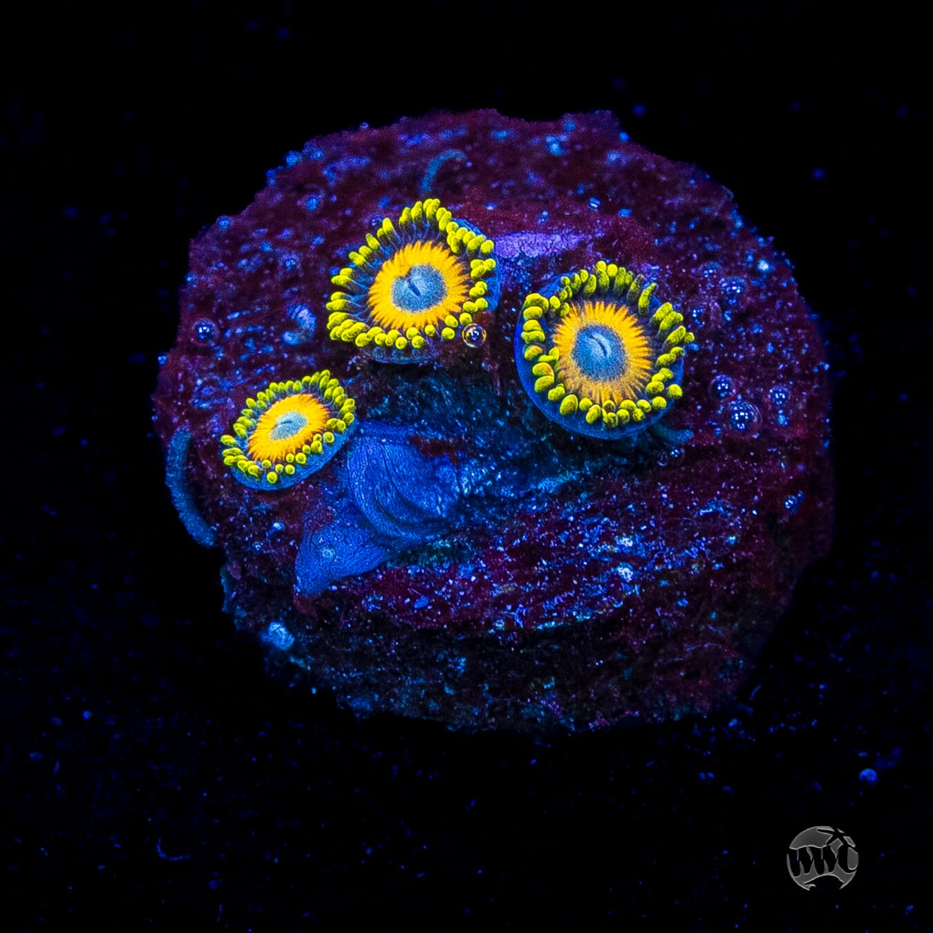 Scrambled Eggs Zoanthids