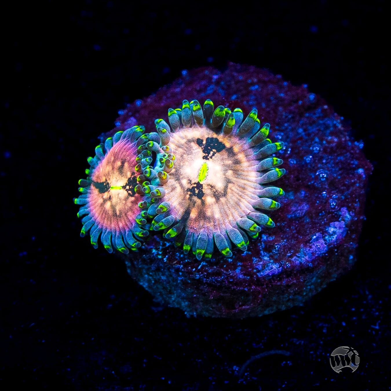 Hawaiian Ding Dang Zoanthids