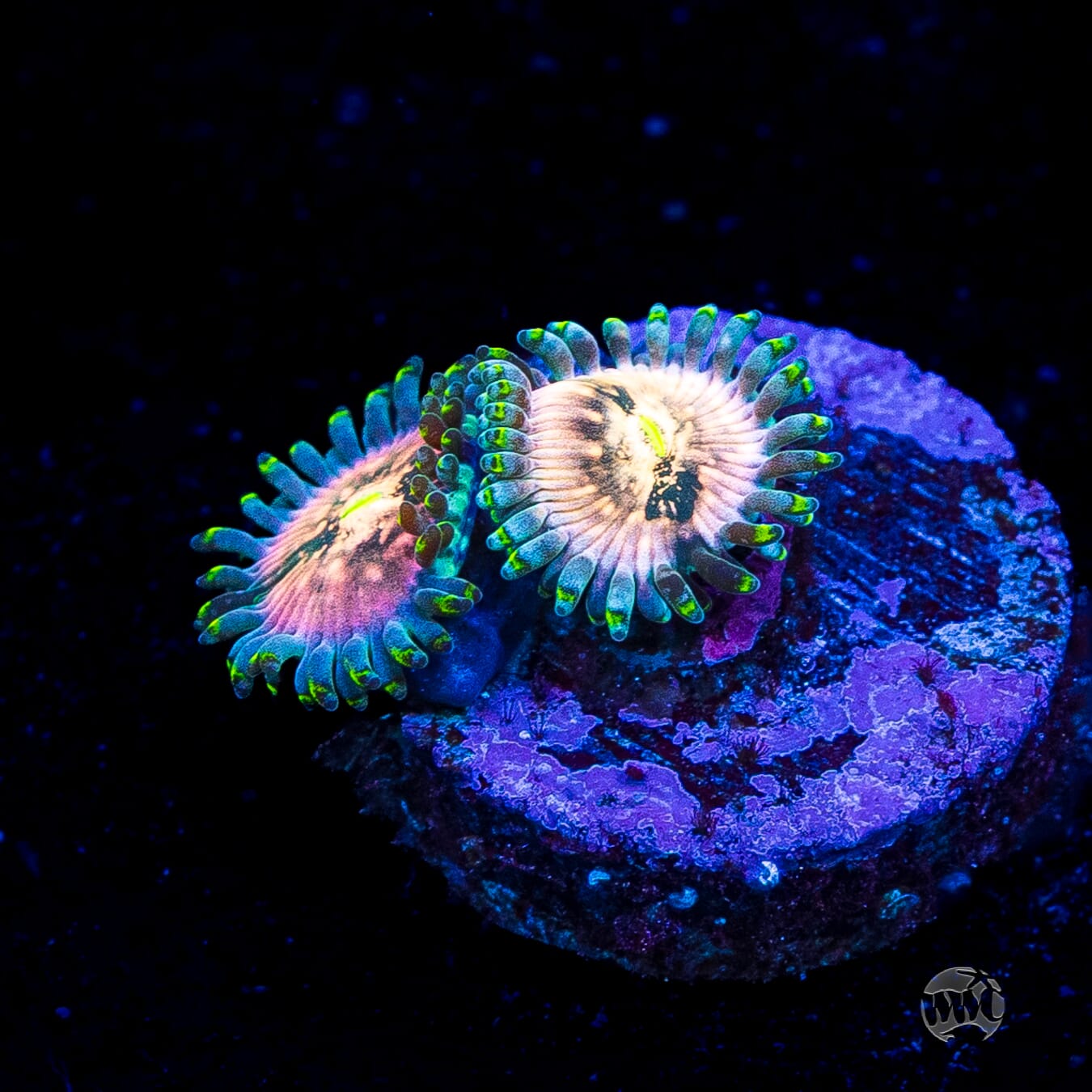 Hawaiian Ding Dang Zoanthids