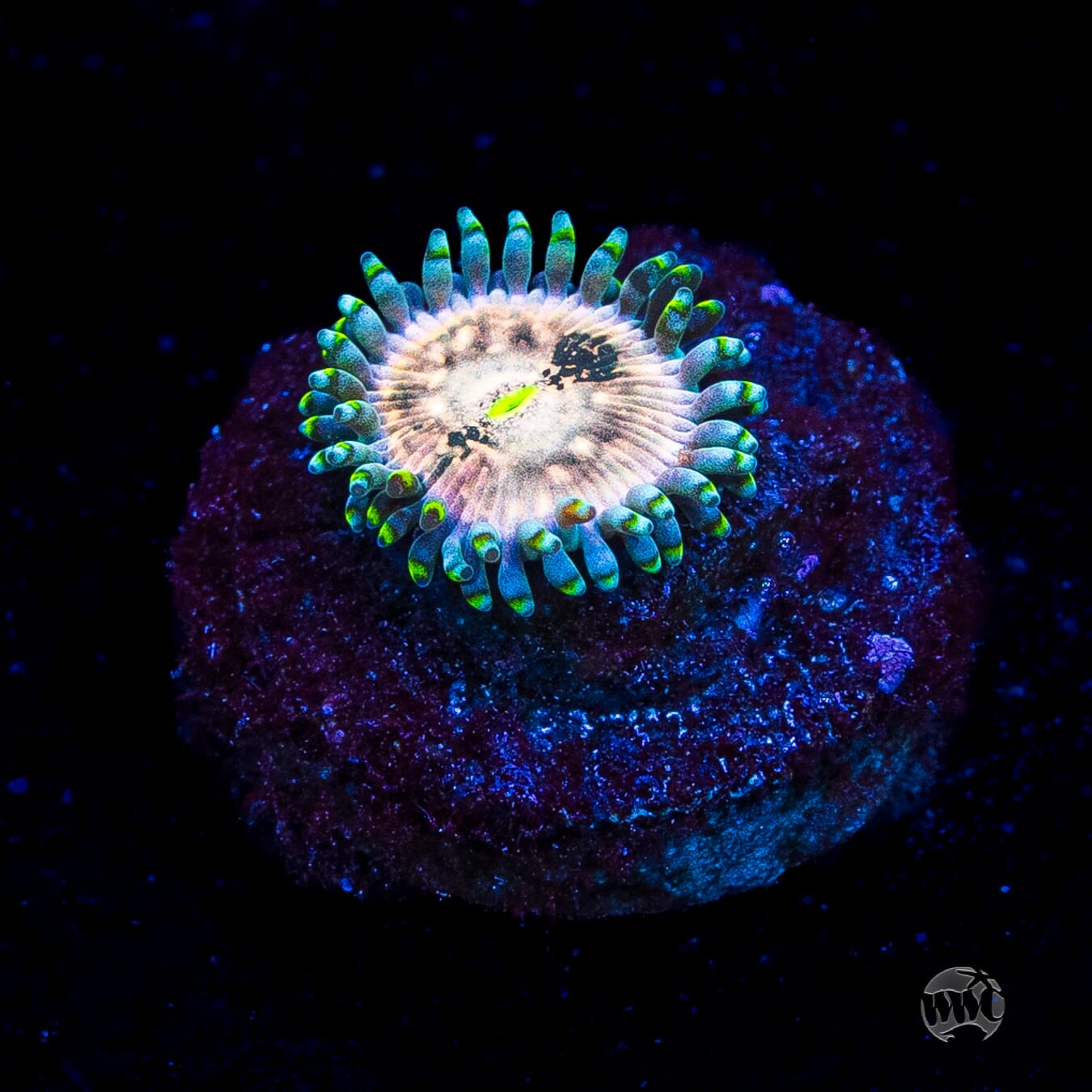 Hawaiian Ding Dang Zoanthid