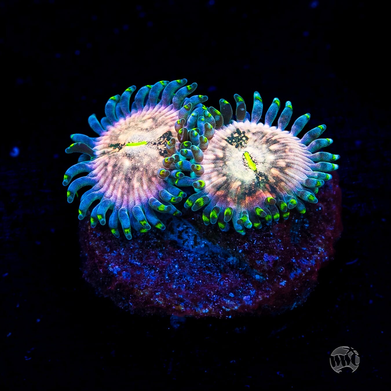 Hawaiian Ding Dang Zoanthids