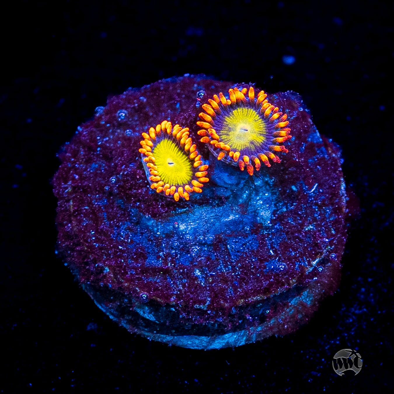 Mandarin Orange Zoanthids