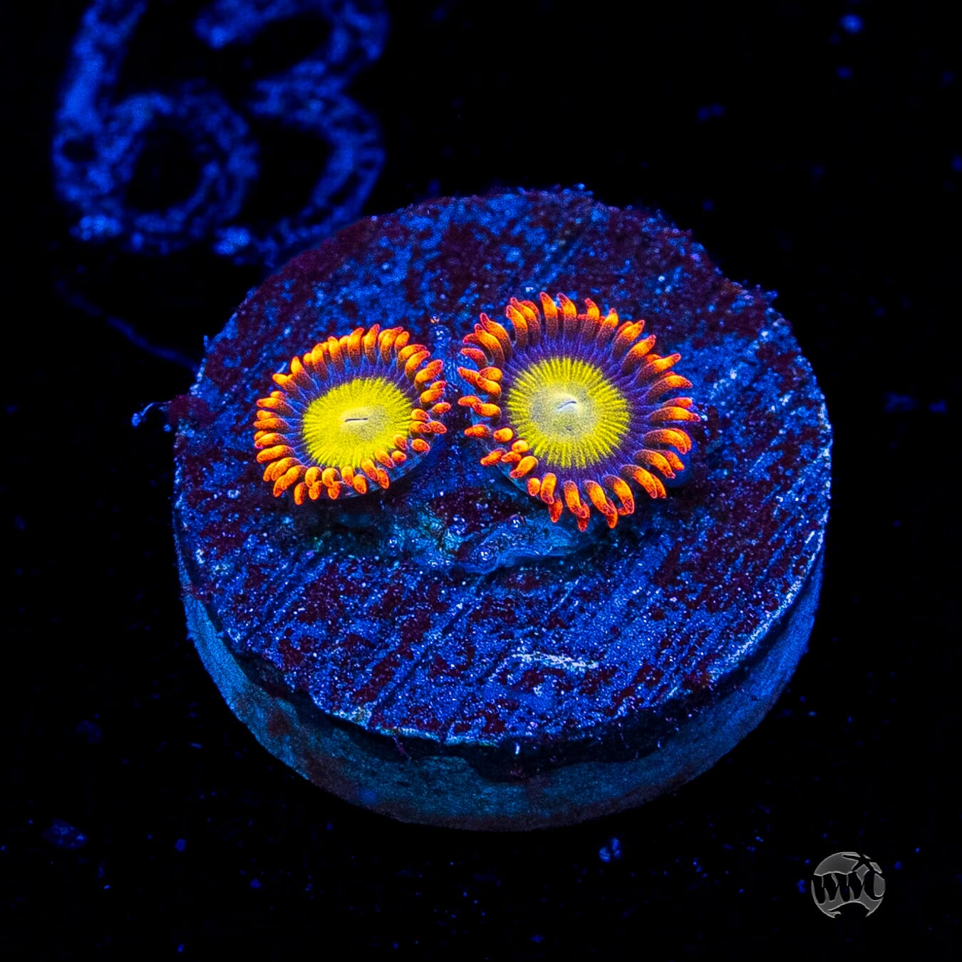 Mandarin Orange Zoanthids
