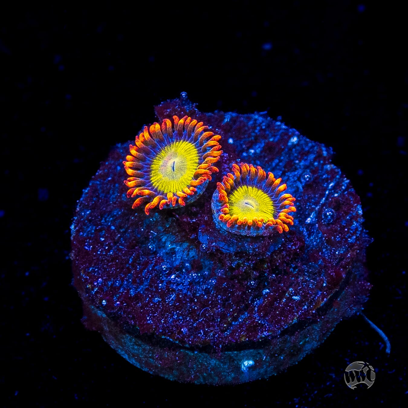 Mandarin Orange Zoanthids
