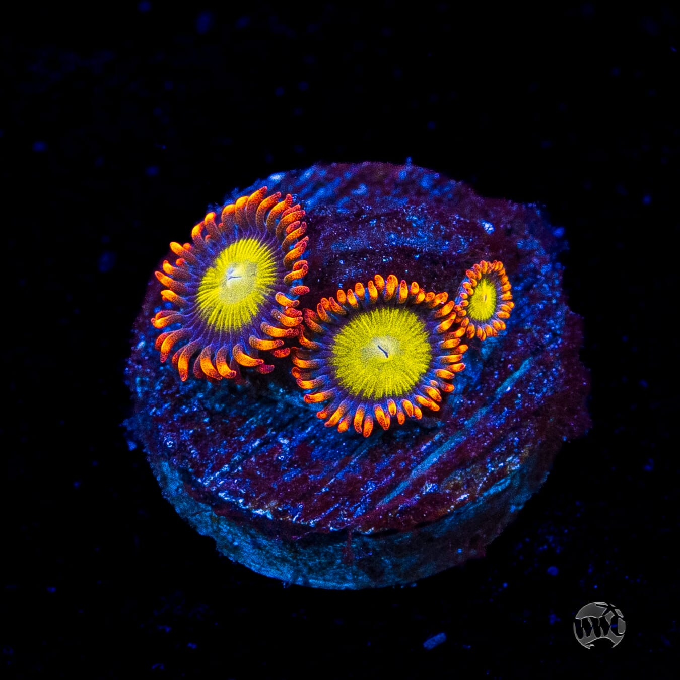 Mandarin Orange Zoanthids