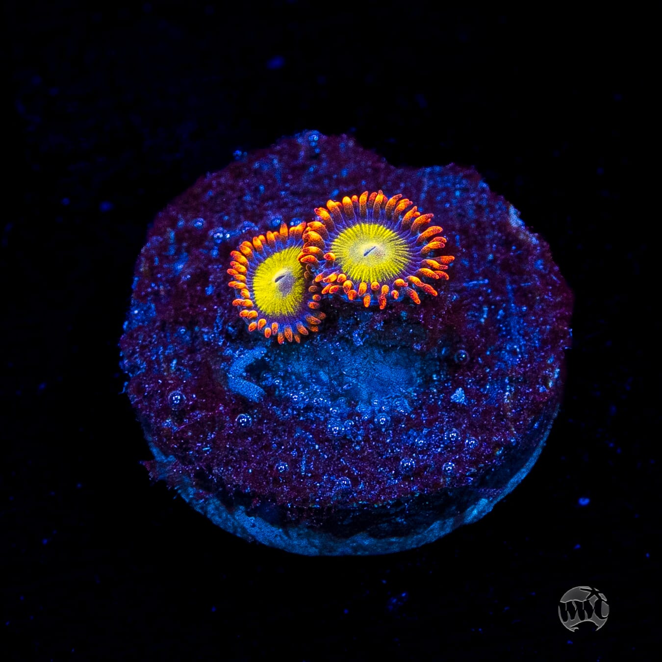 Mandarin Orange Zoanthids