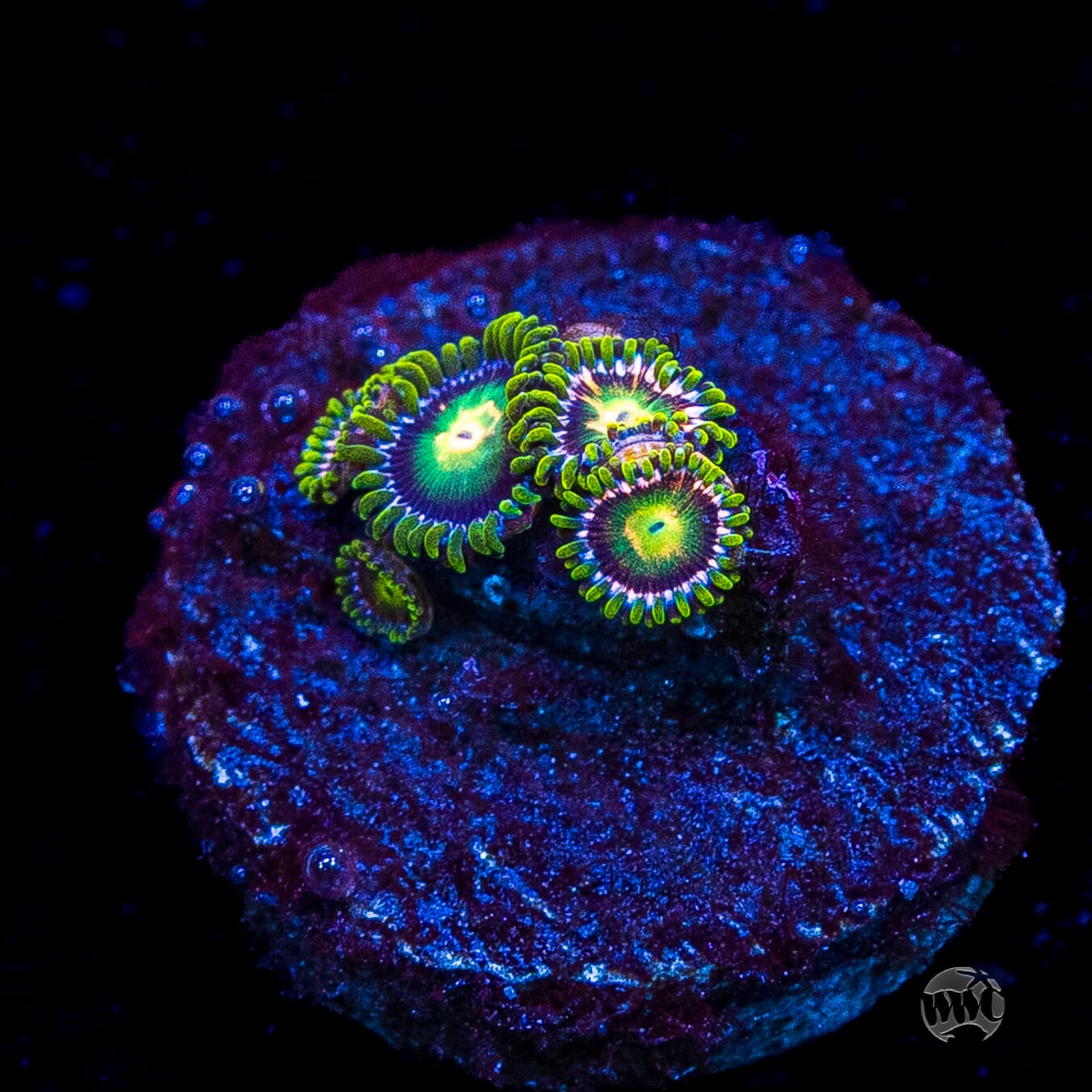 WWC Cosmic Dragon Eye Zoanthids