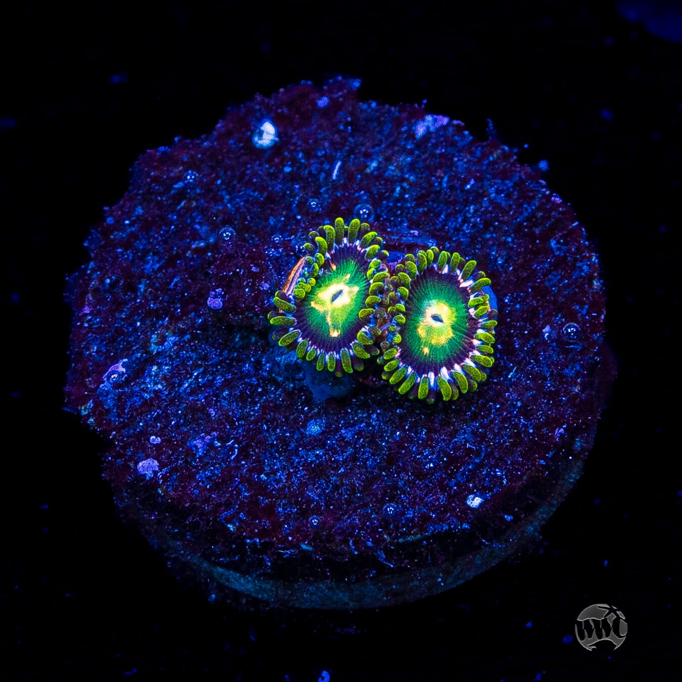 WWC Cosmic Dragon Eye Zoanthids