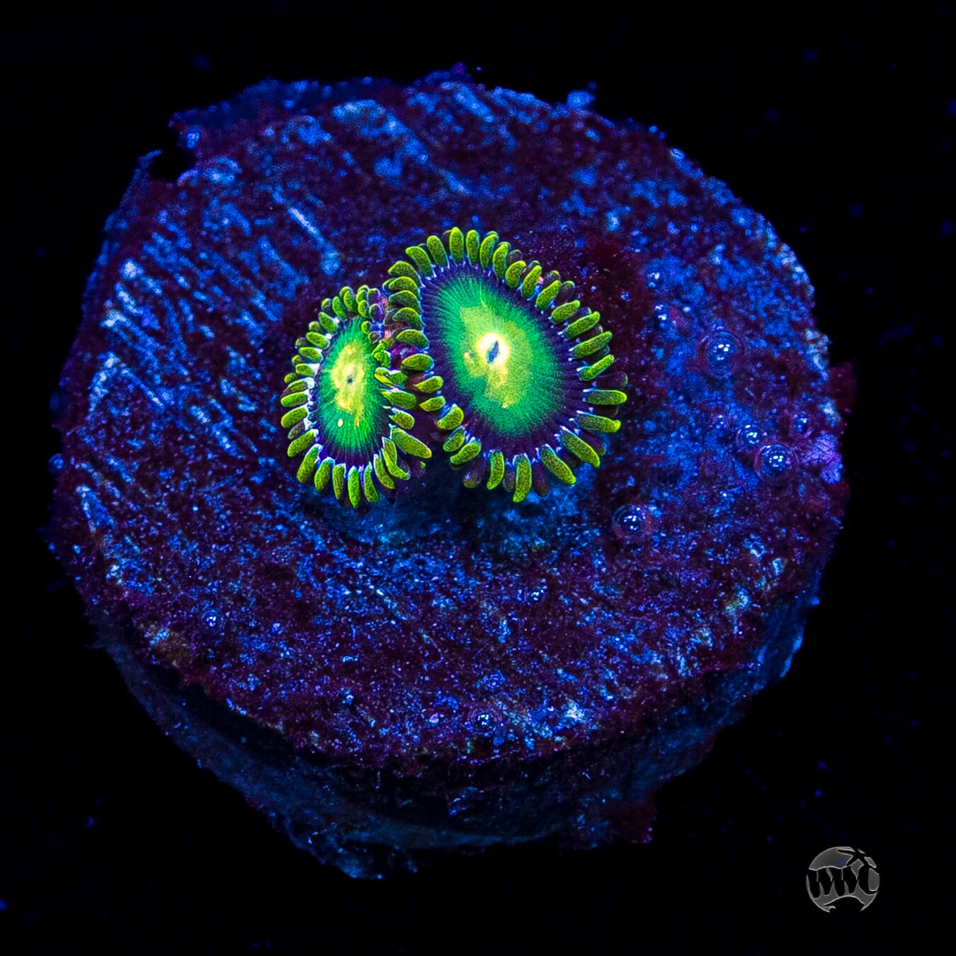 WWC Cosmic Dragon Eye Zoanthids