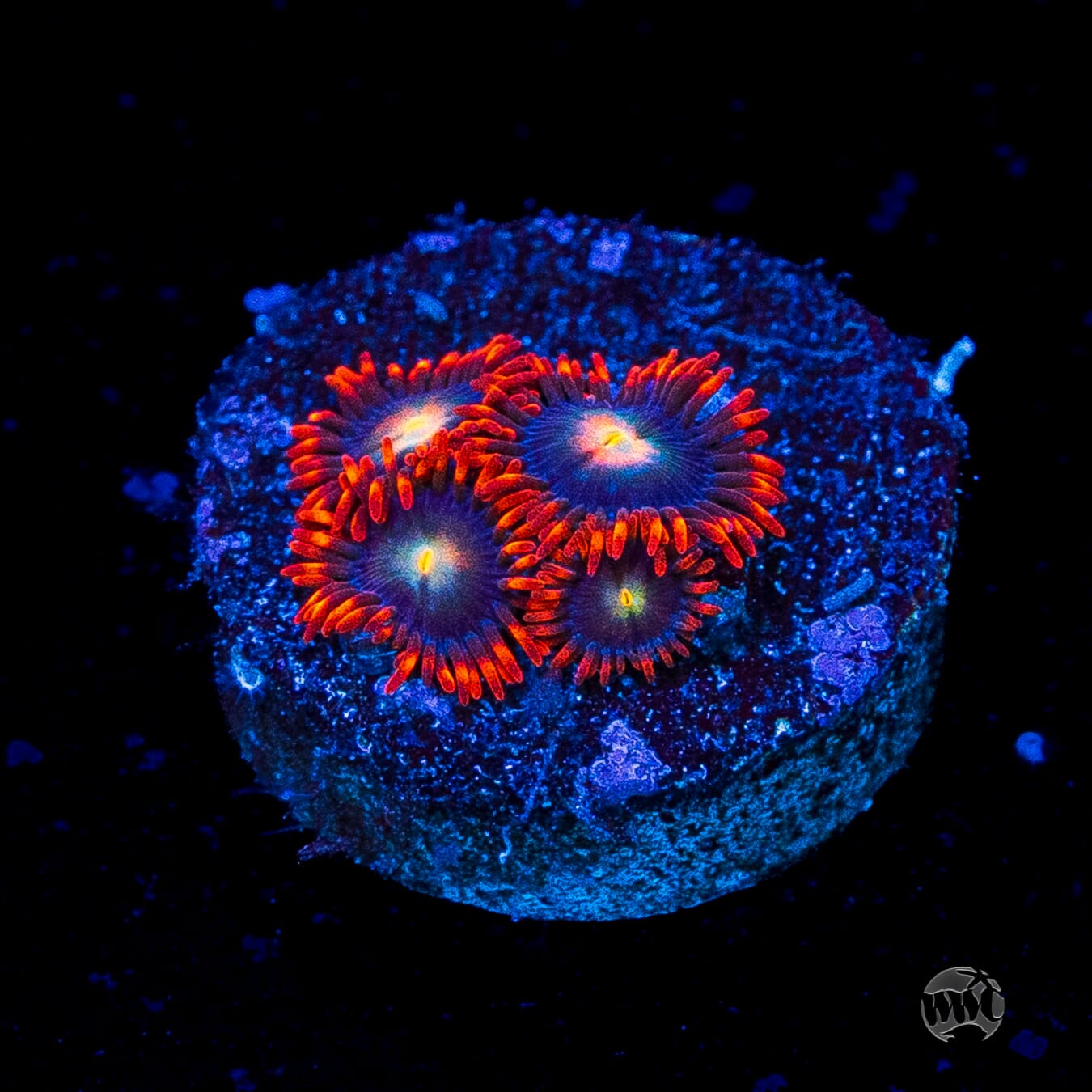WWC Wildfire Zoanthids