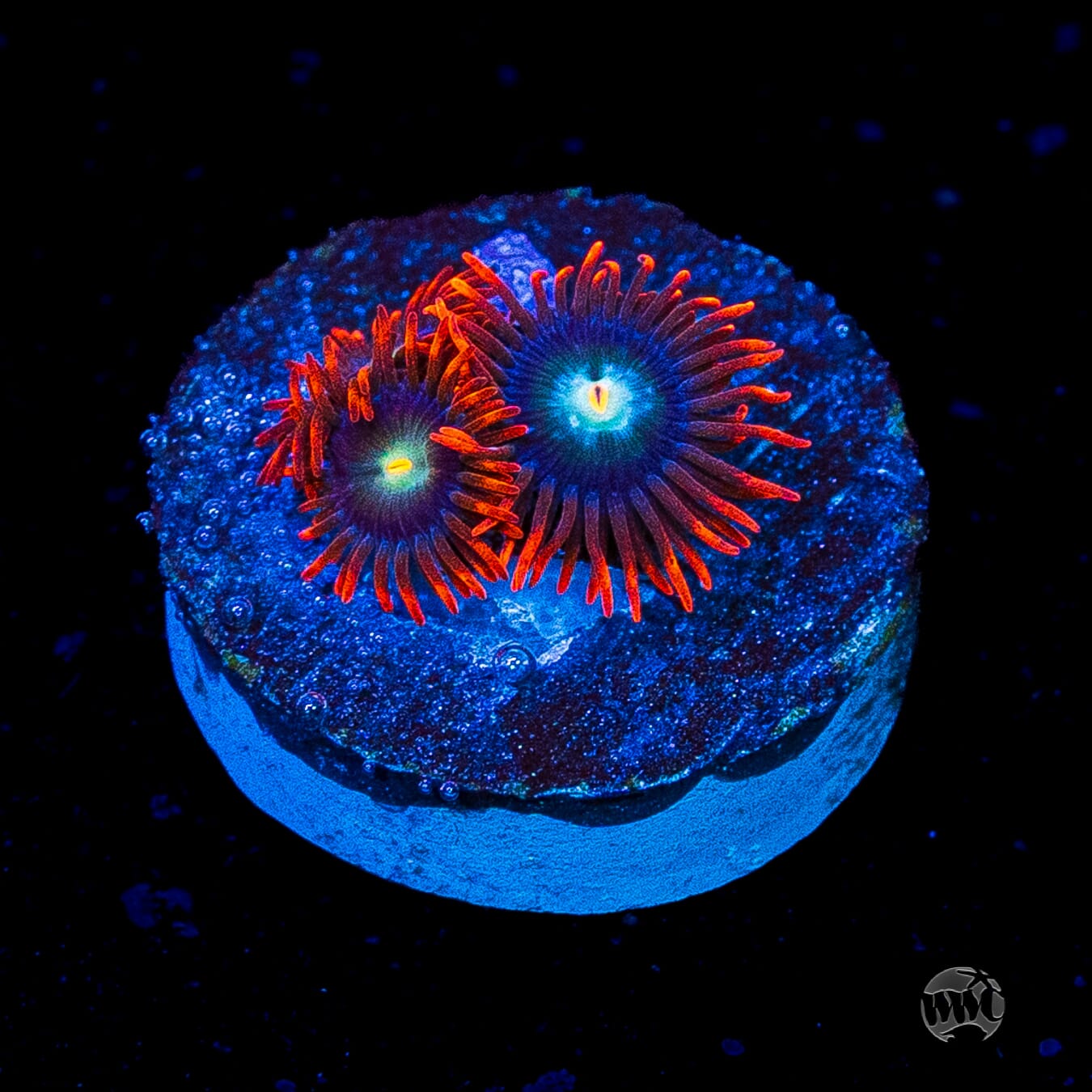 WWC Wildfire Zoanthids
