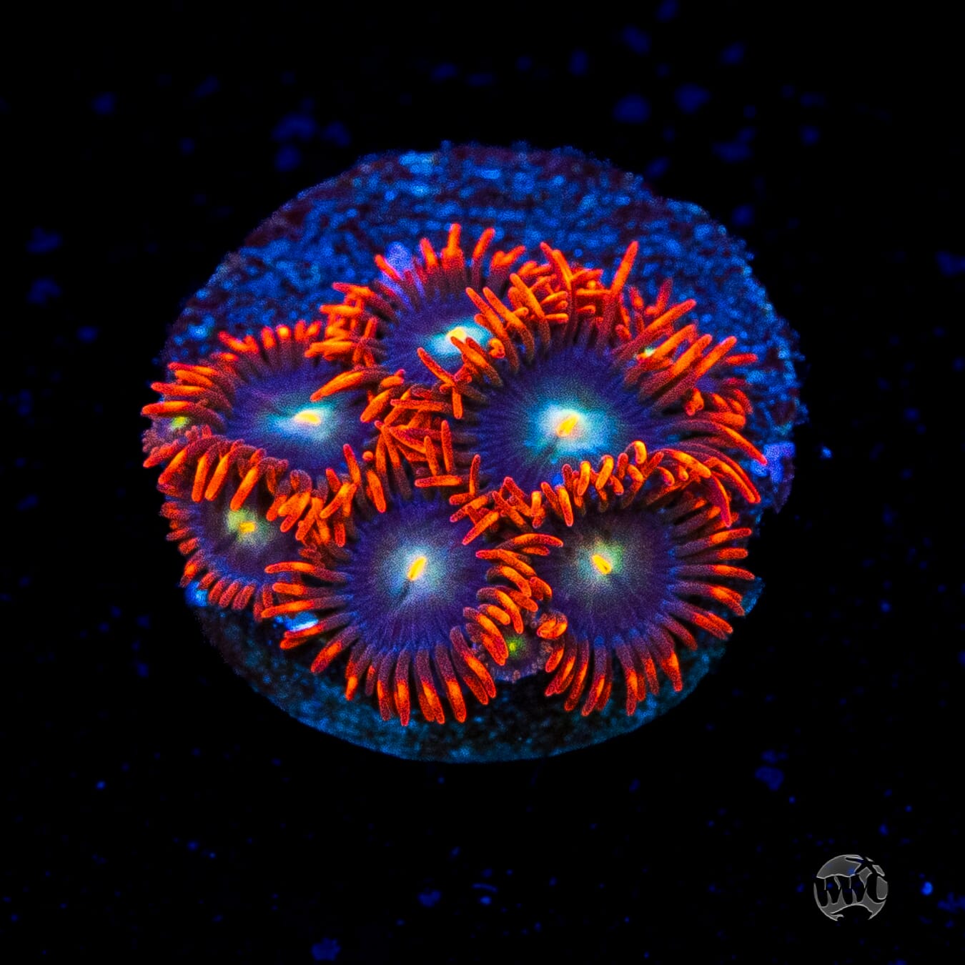 WWC Wildfire Zoanthids