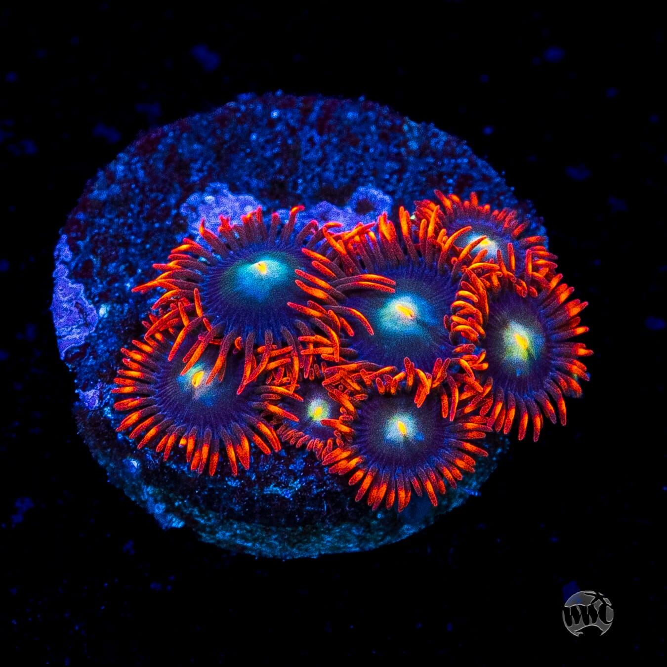 WWC Wildfire Zoanthids