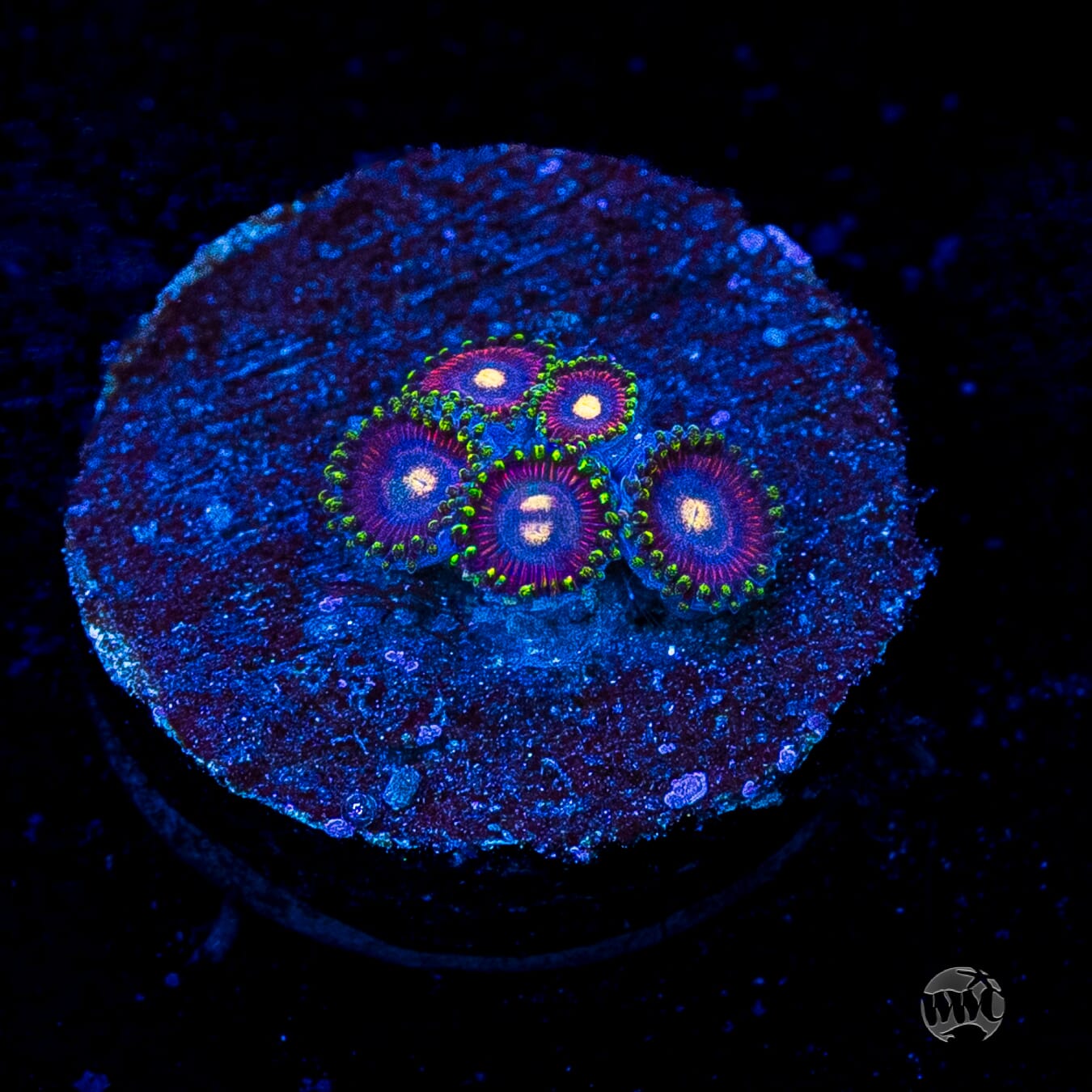WWC Mini Me Zoanthids