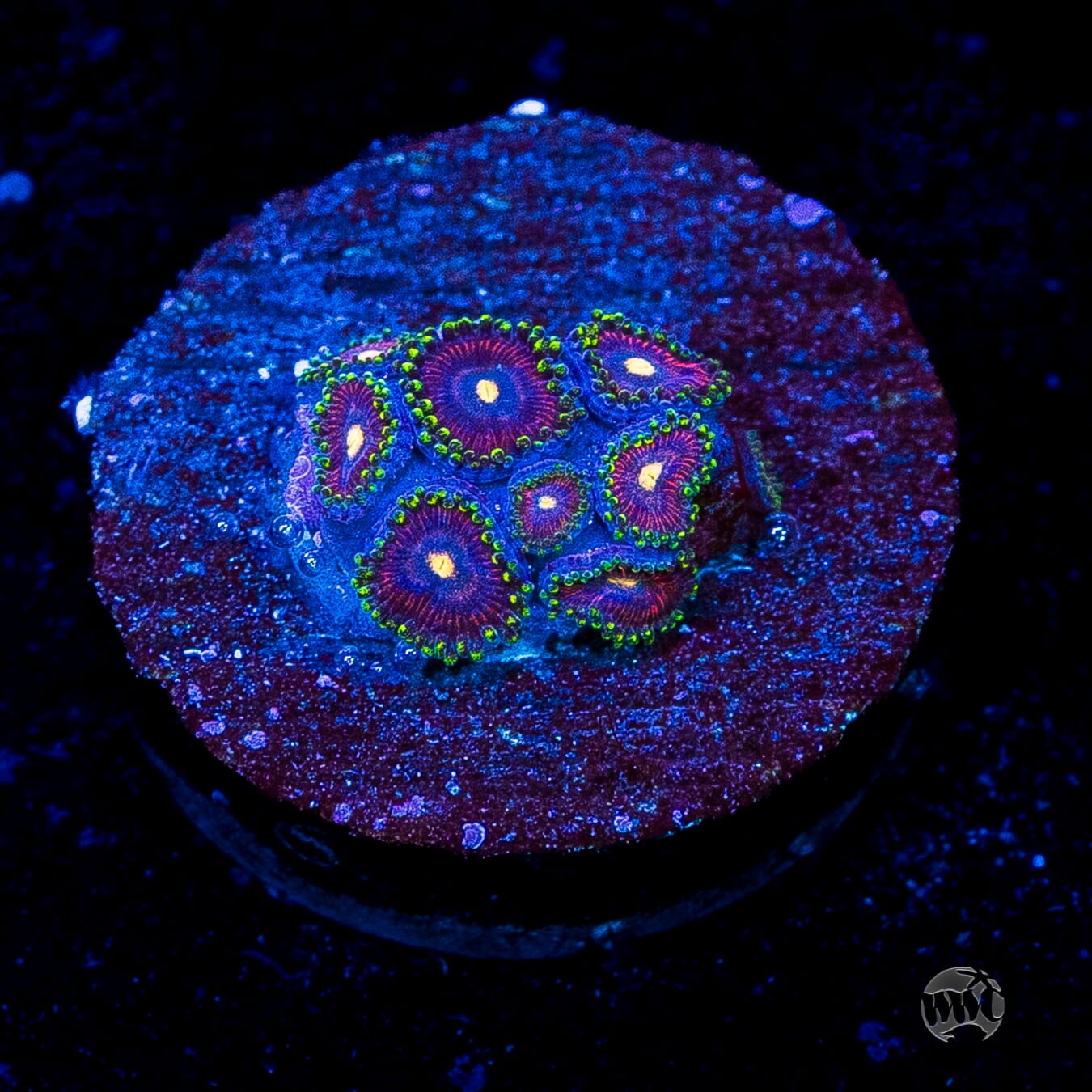 WWC Mini Me Zoanthids