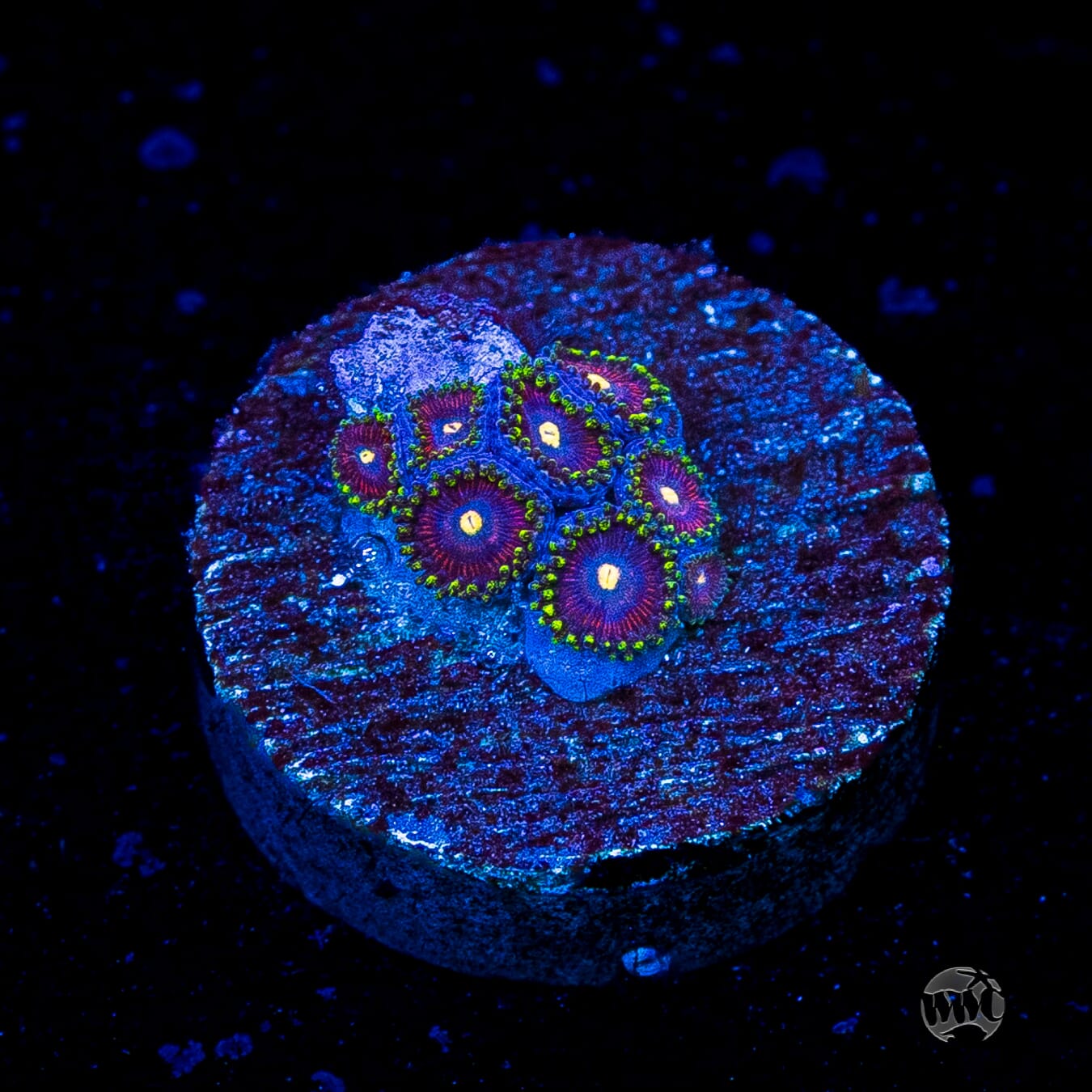 WWC Mini Me Zoanthids