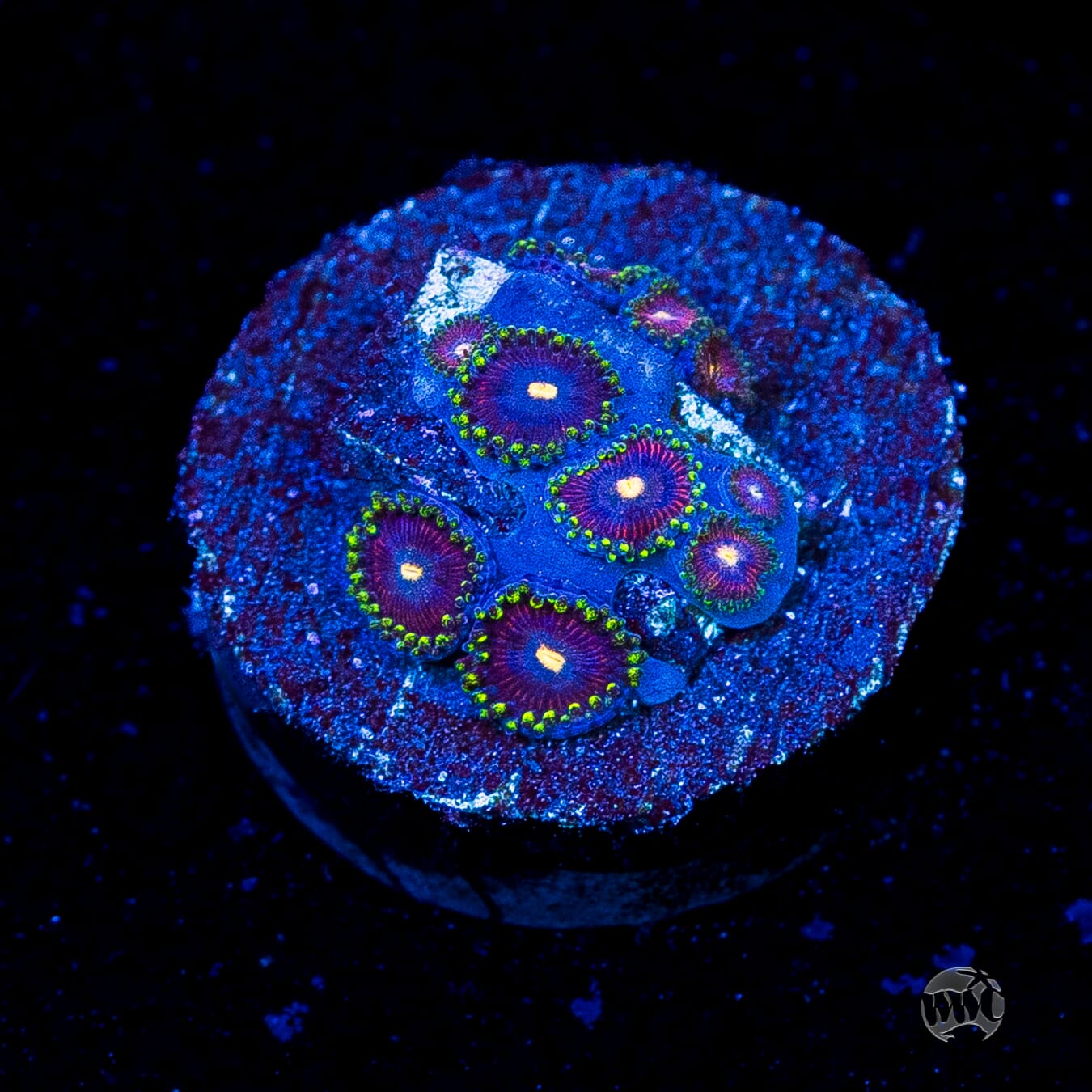WWC Mini Me Zoanthids