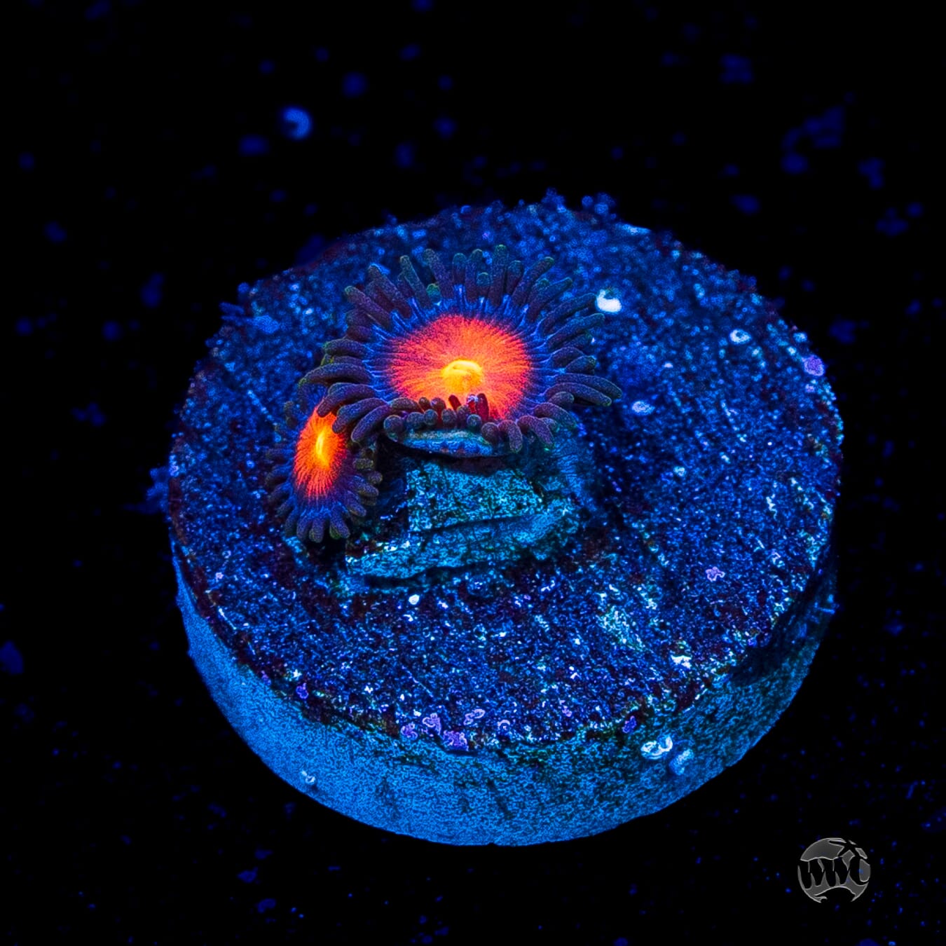 WWC Burning Mans Zoanthids