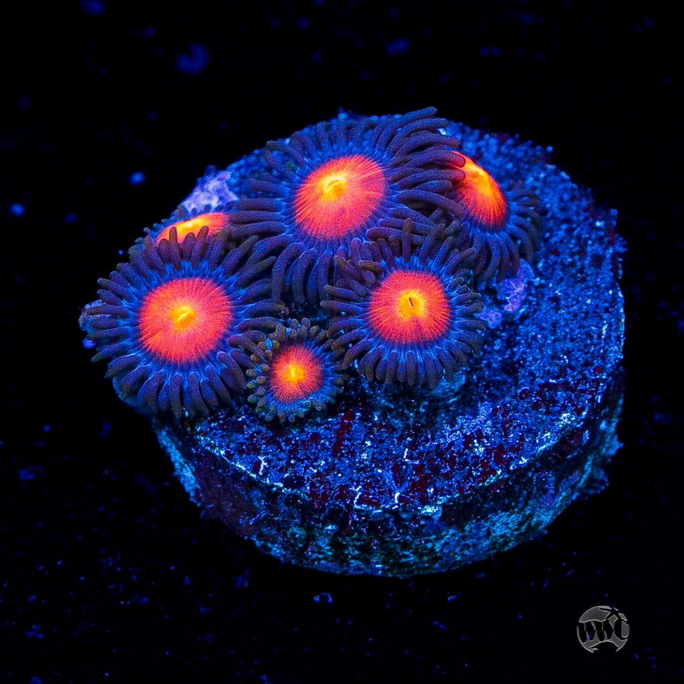 WWC Burning Mans Zoanthids