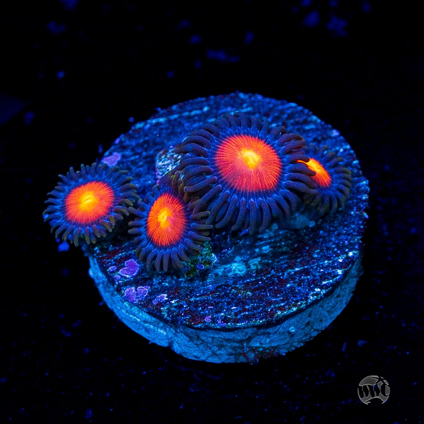 WWC Burning Mans Zoanthids