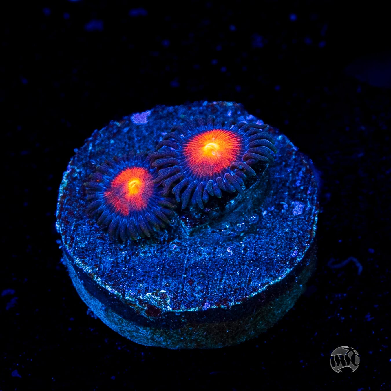 WWC Burning Mans Zoanthids