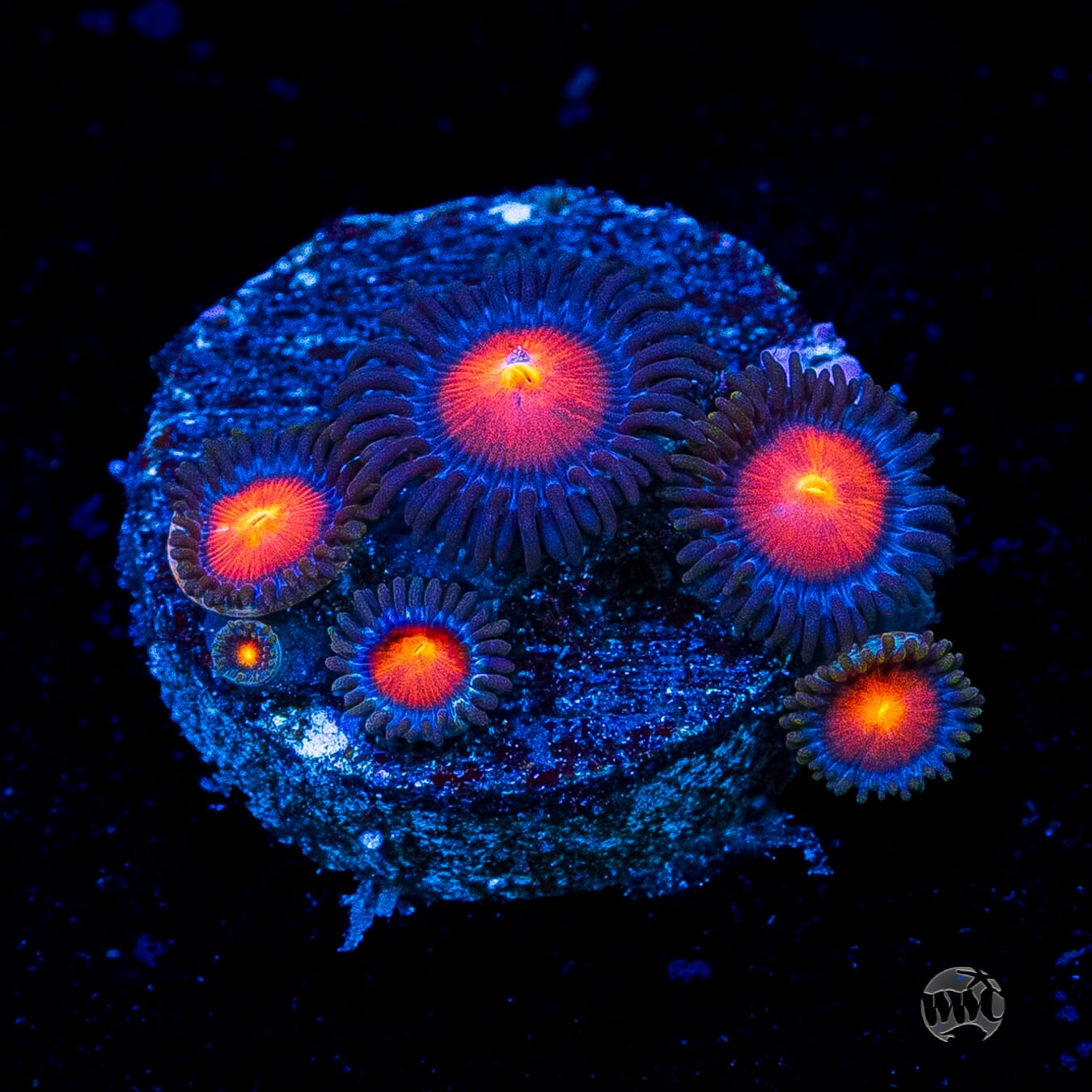 WWC Burning Mans Zoanthids
