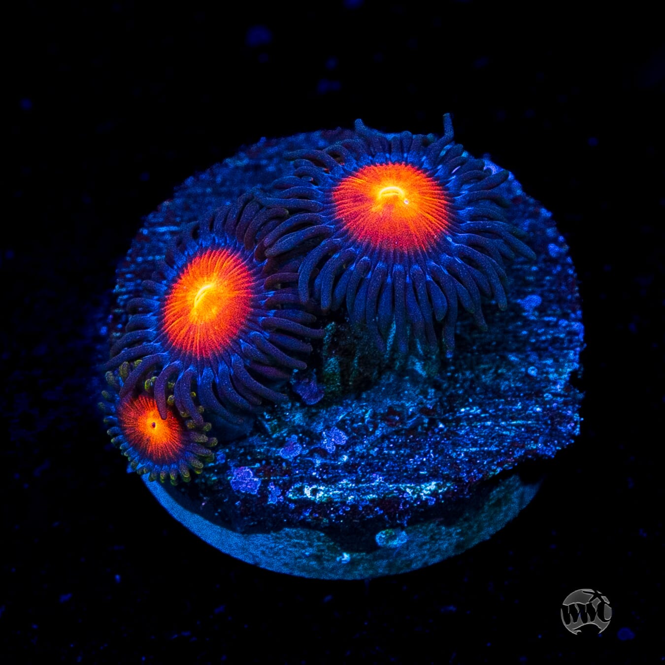 WWC Burning Mans Zoanthids