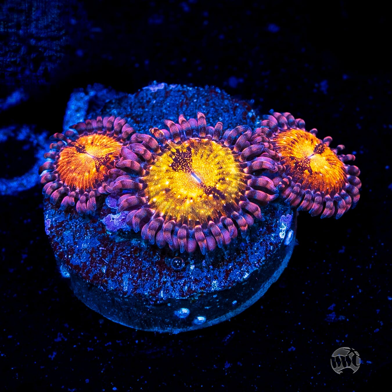 WWC Pandoras Zoanthids