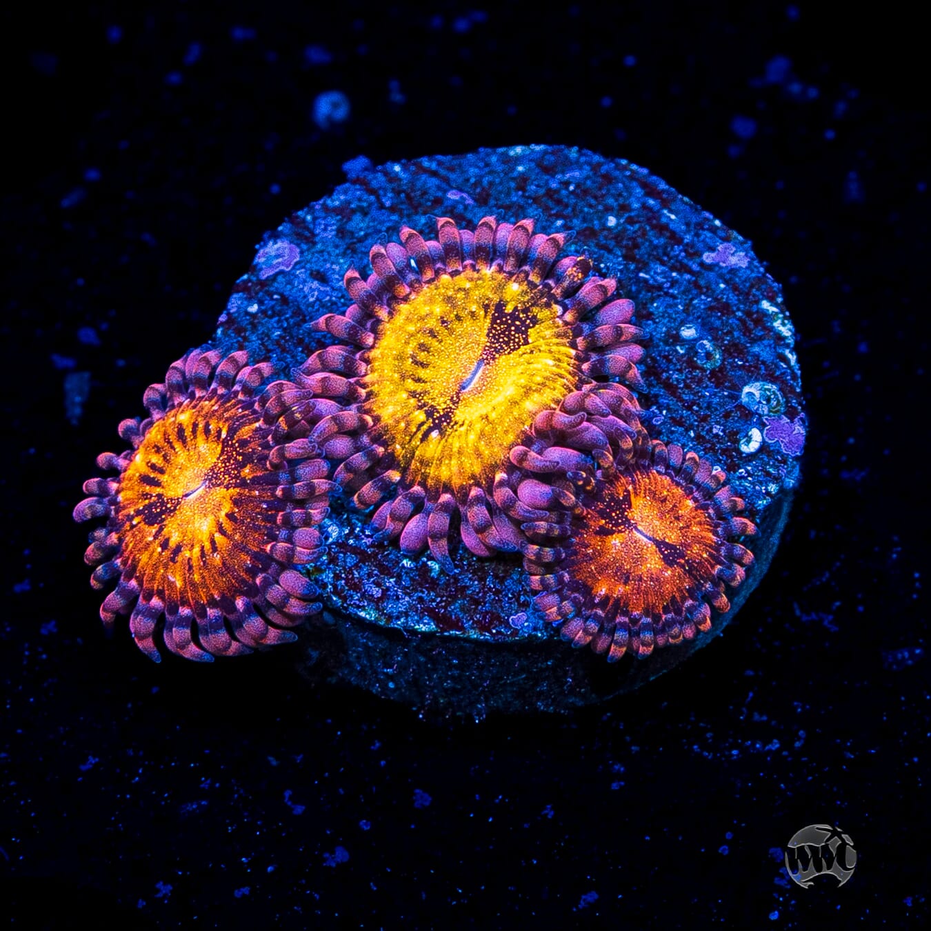 WWC Pandoras Zoanthids