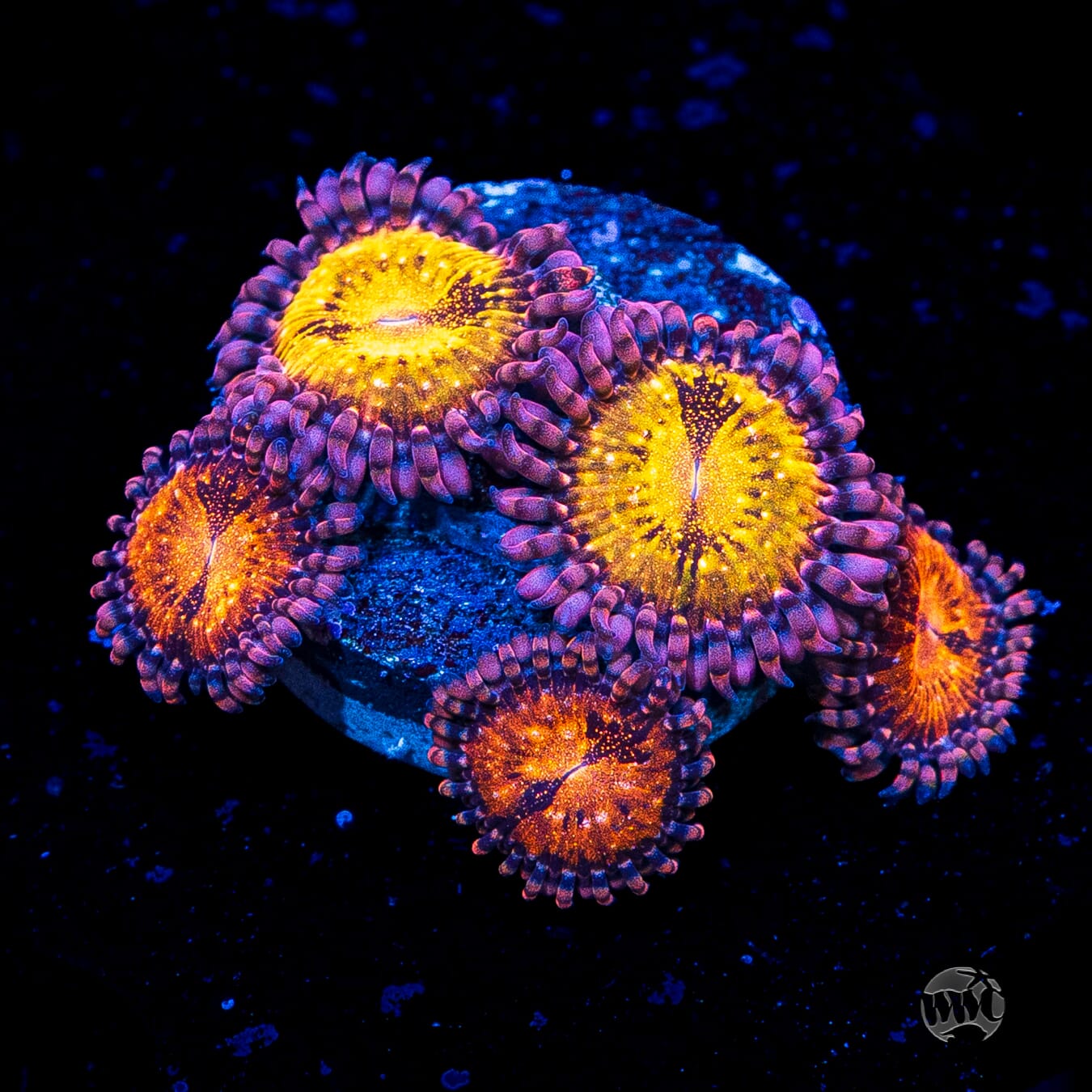 WWC Pandoras Zoanthids