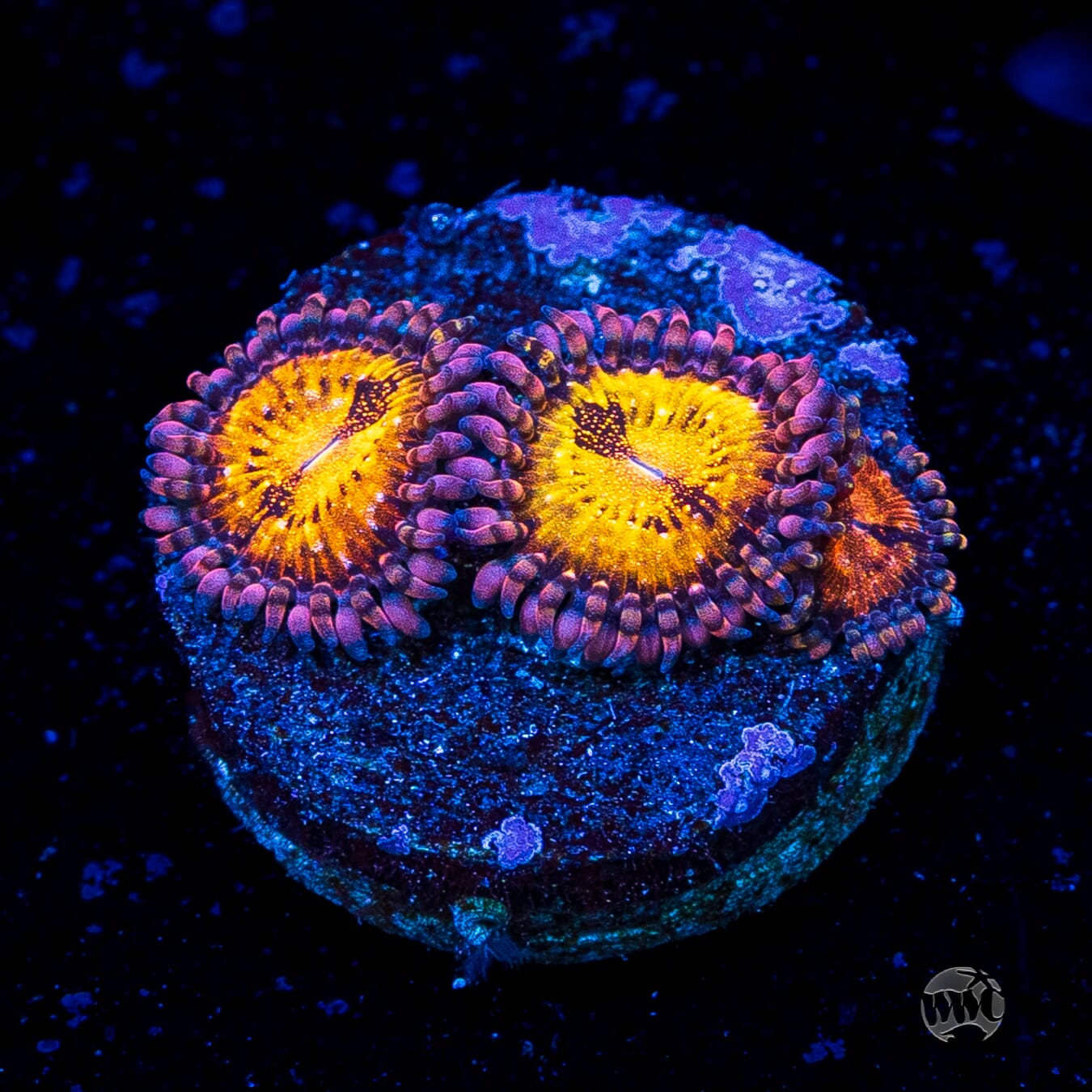 WWC Pandoras Zoanthids
