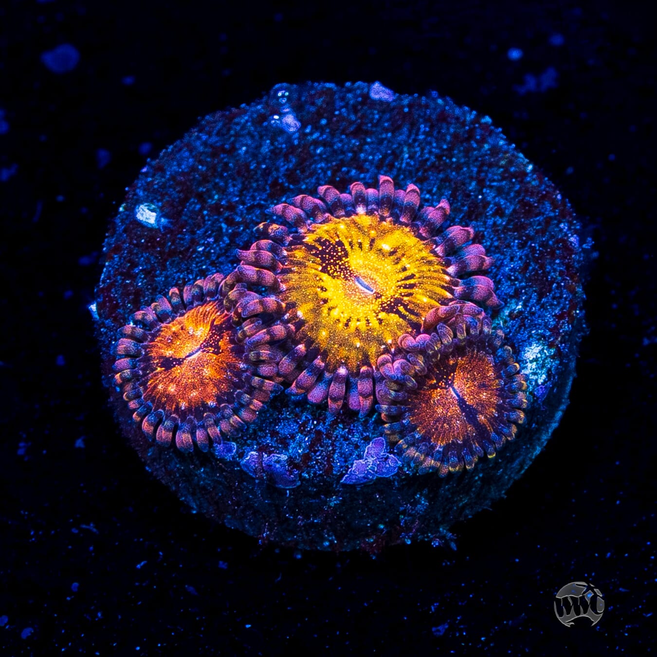 WWC Pandoras Zoanthids