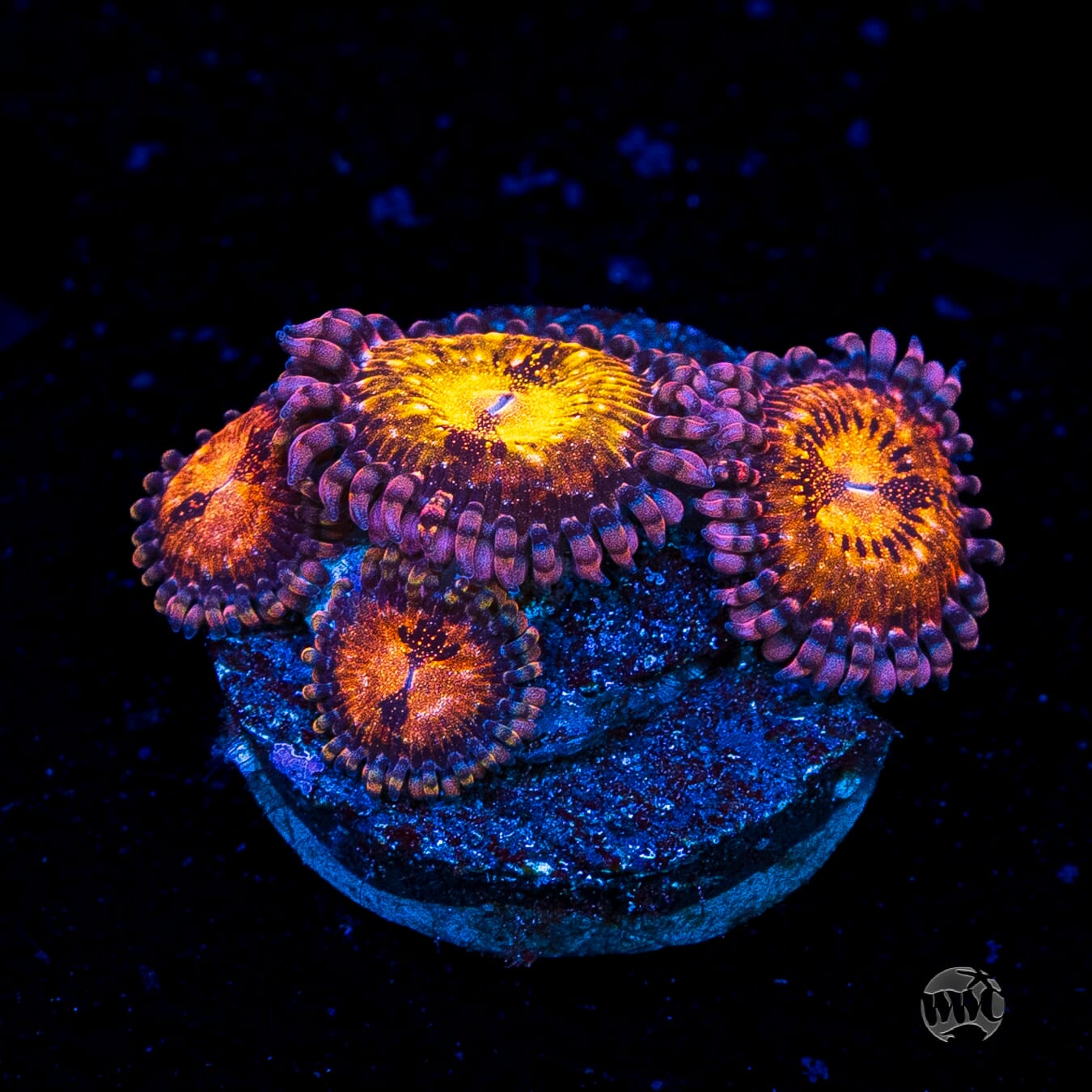 WWC Pandoras Zoanthids