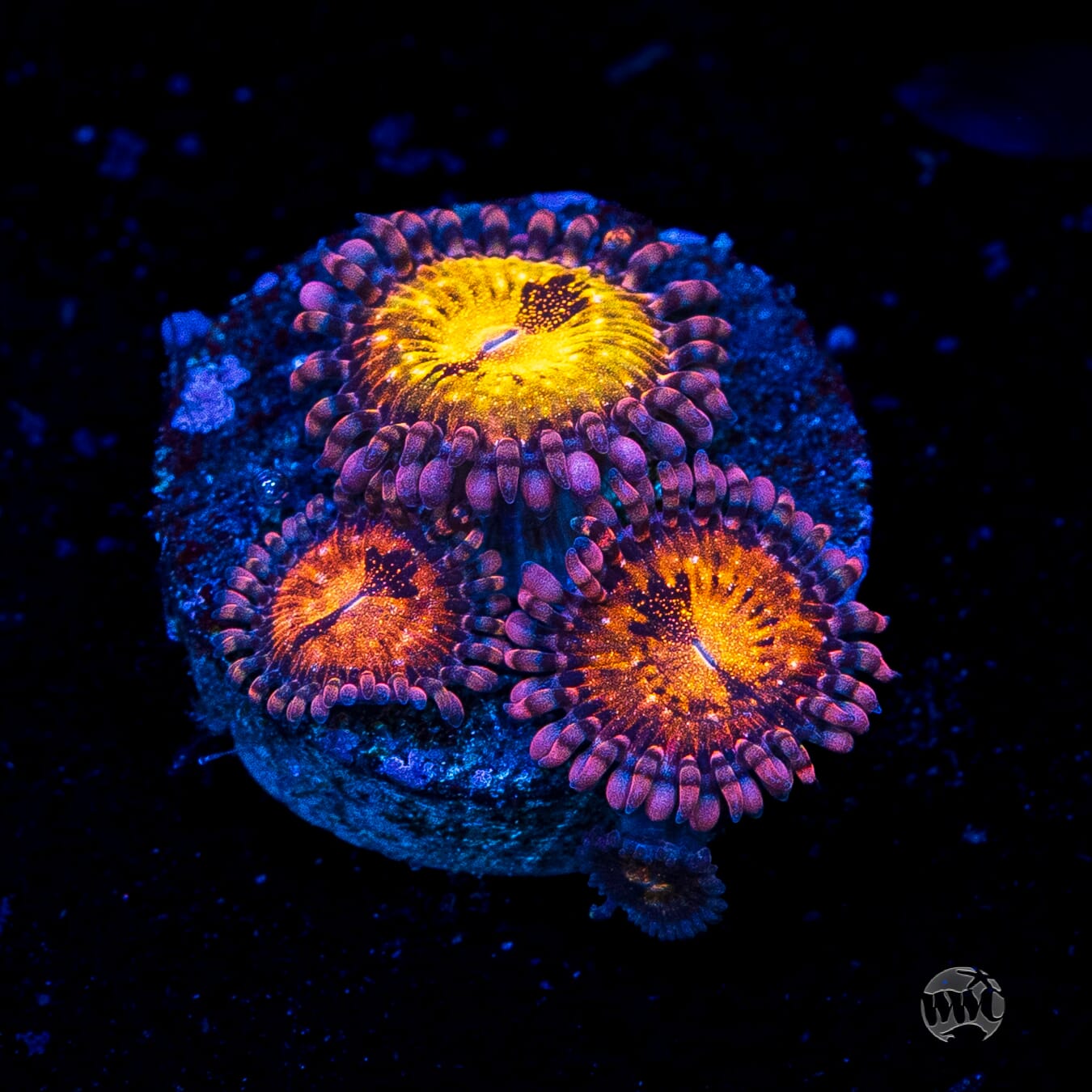 WWC Pandoras Zoanthids
