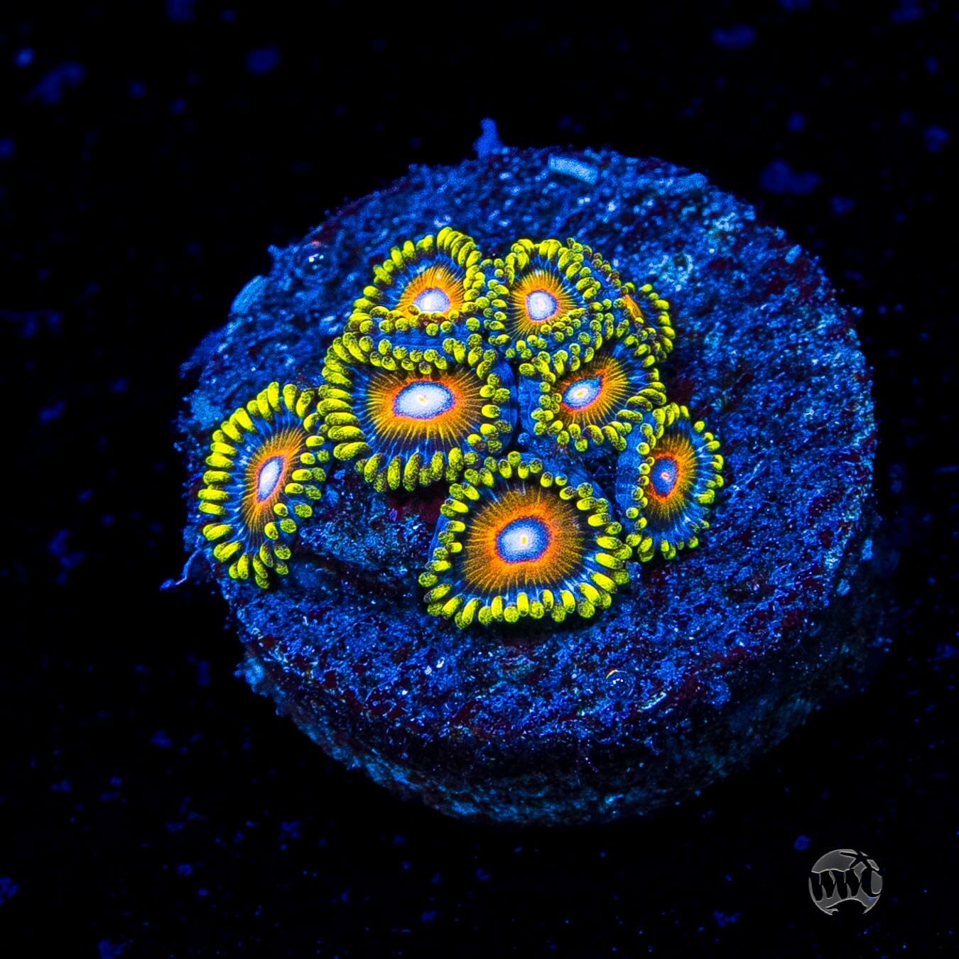 Super Saiyan Zoanthids