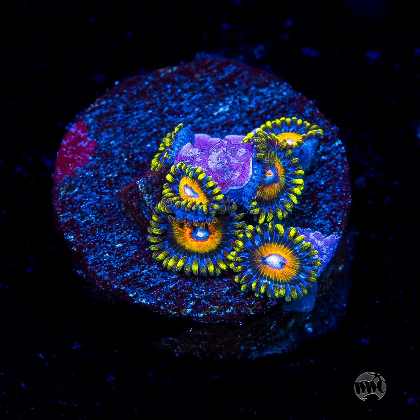 Super Saiyan Zoanthids
