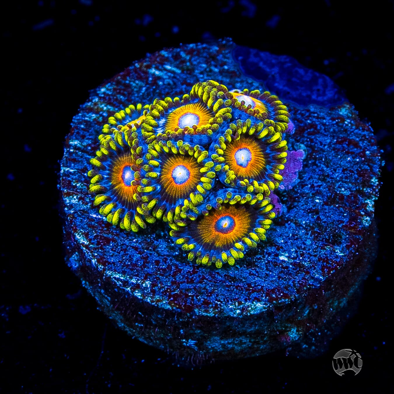 Super Saiyan Zoanthids