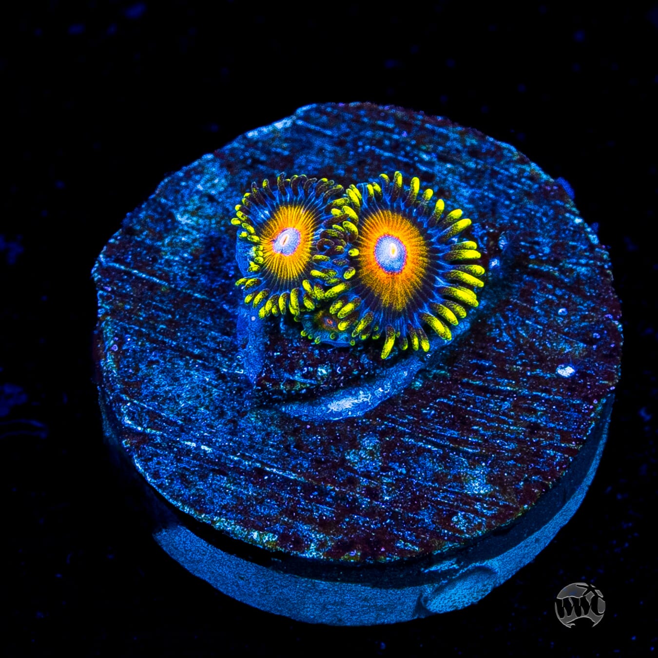Super Saiyan Zoanthids