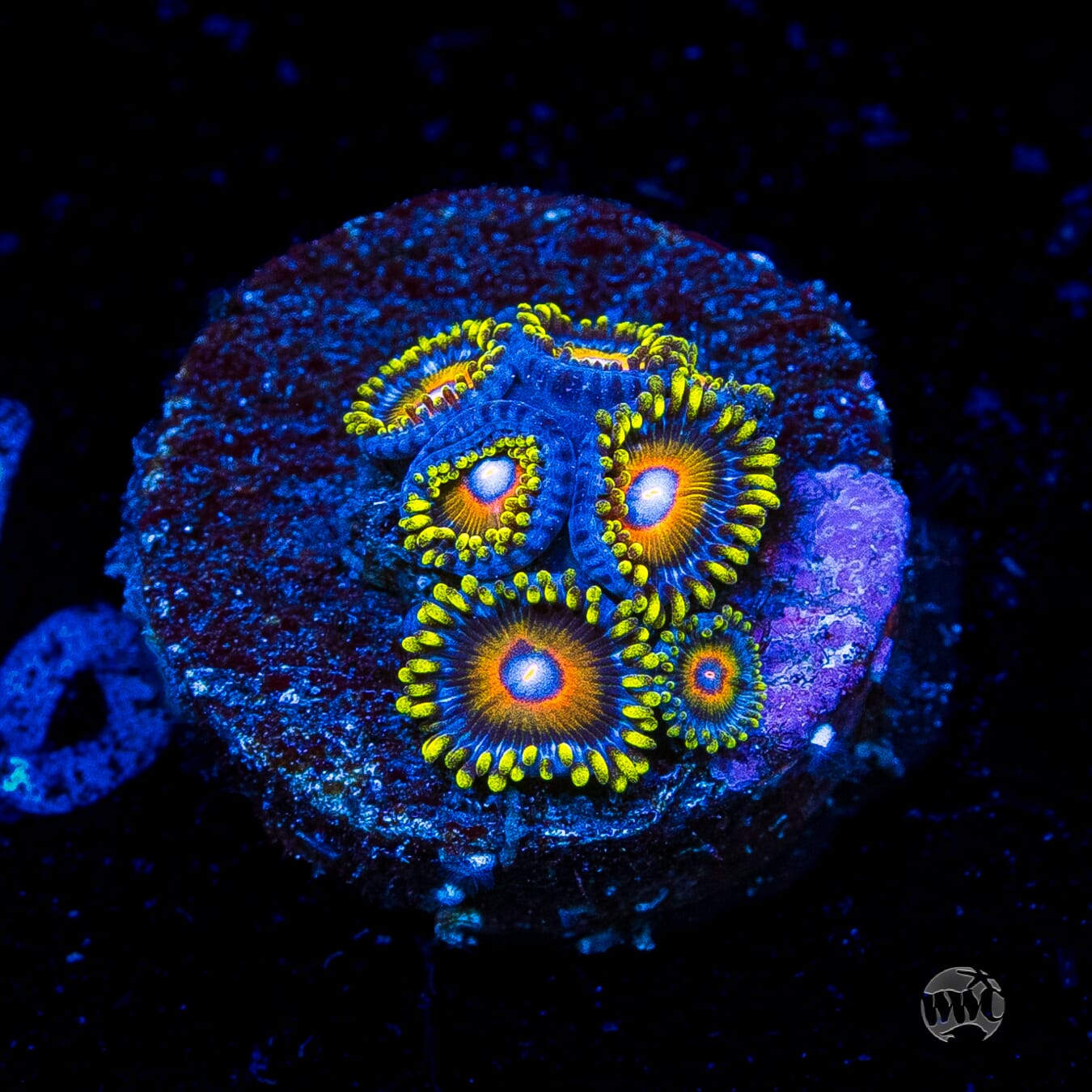 Super Saiyan Zoanthids