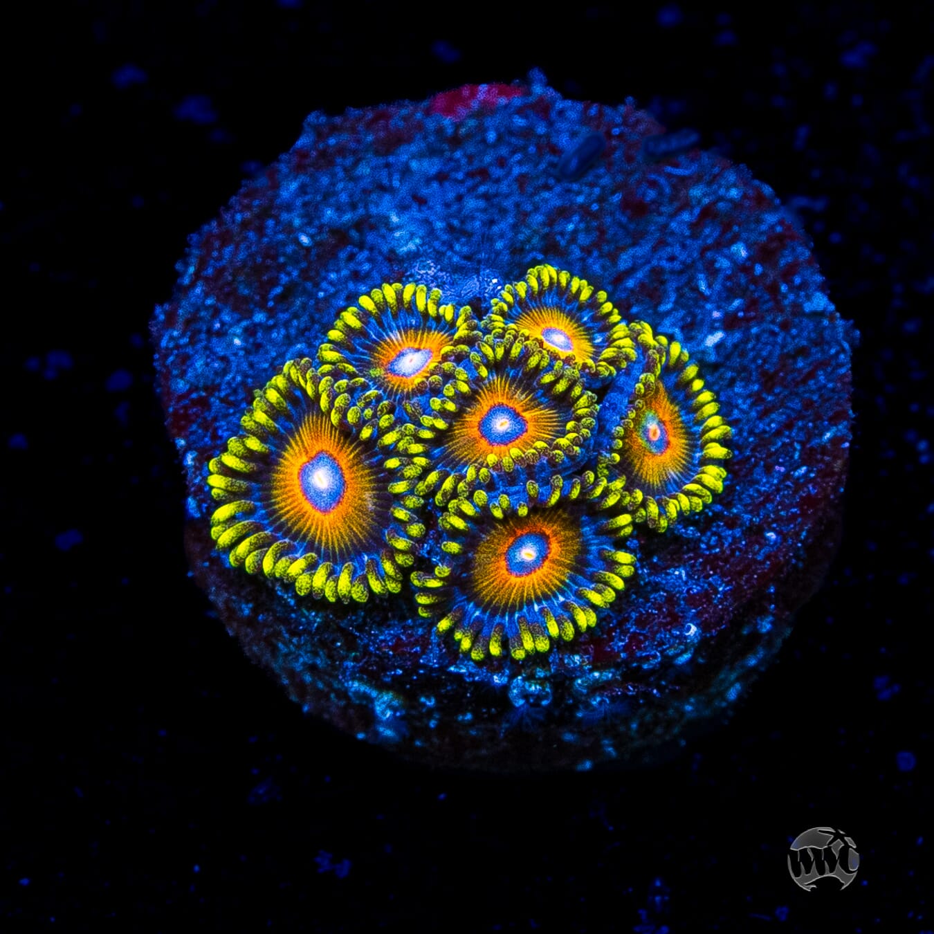 Super Saiyan Zoanthids