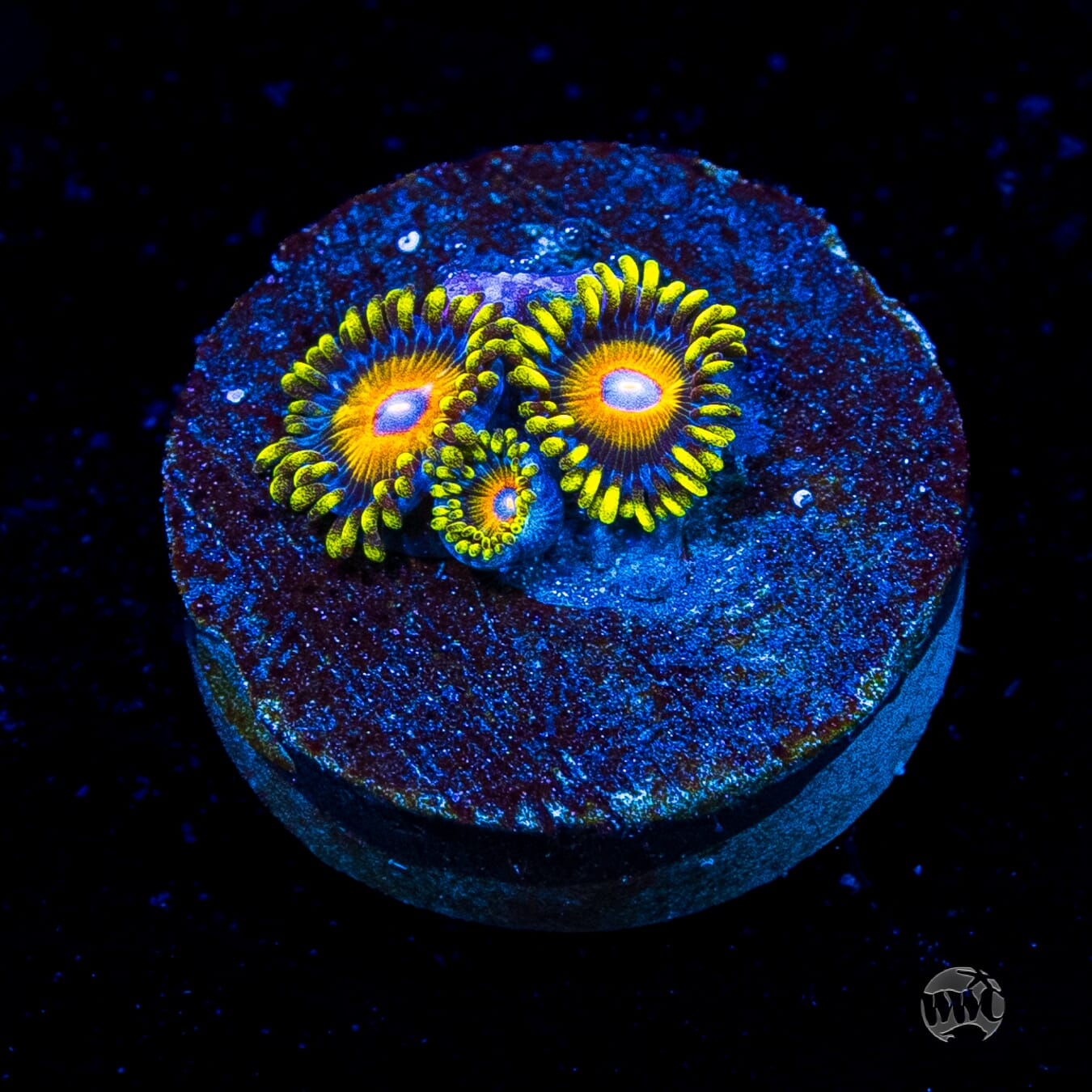 Super Saiyan Zoanthids
