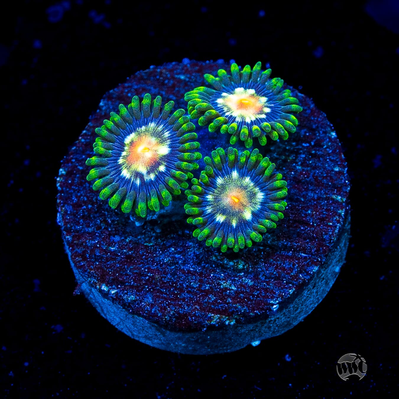Jason Fox Stargazer Zoanthids