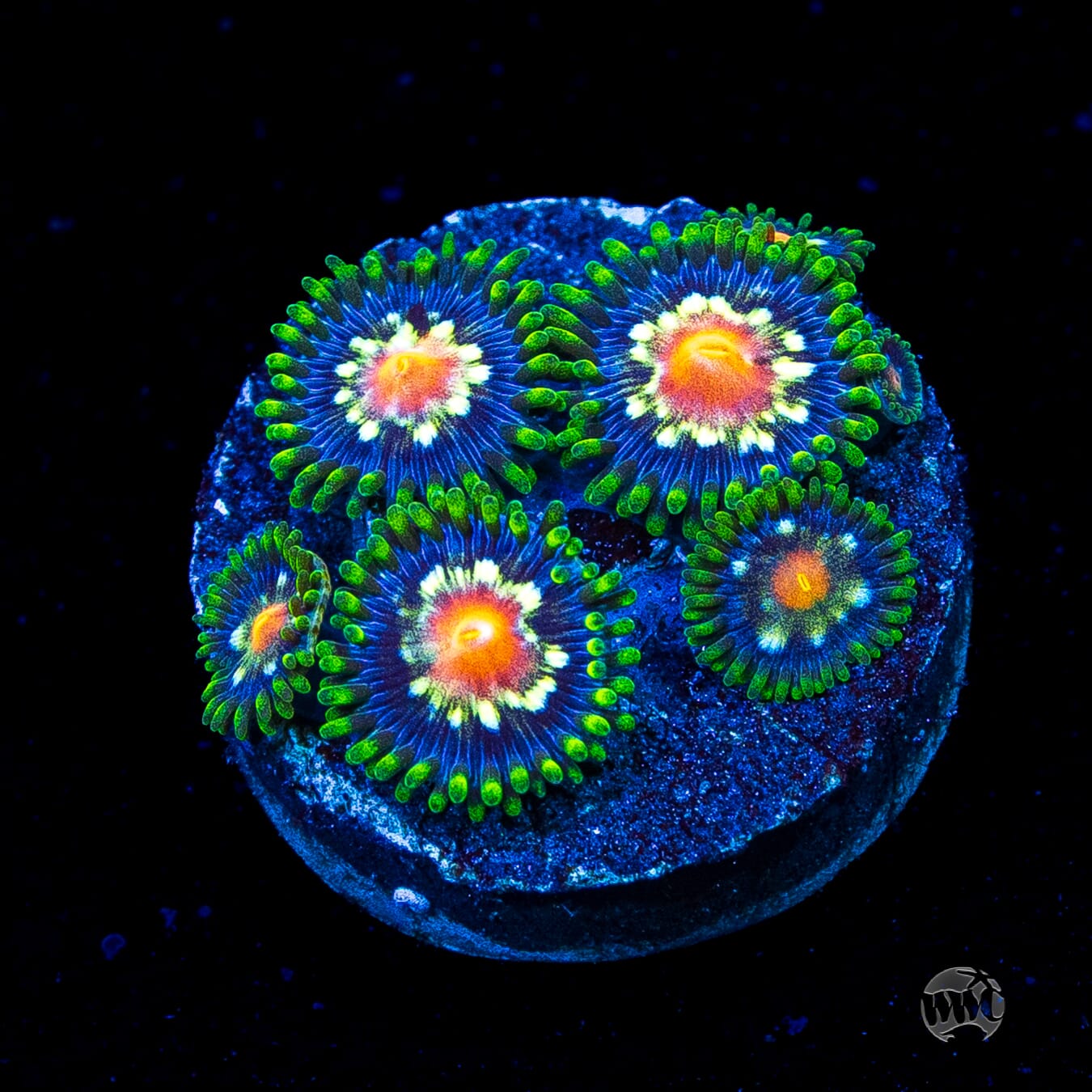 Jason Fox Stargazer Zoanthids
